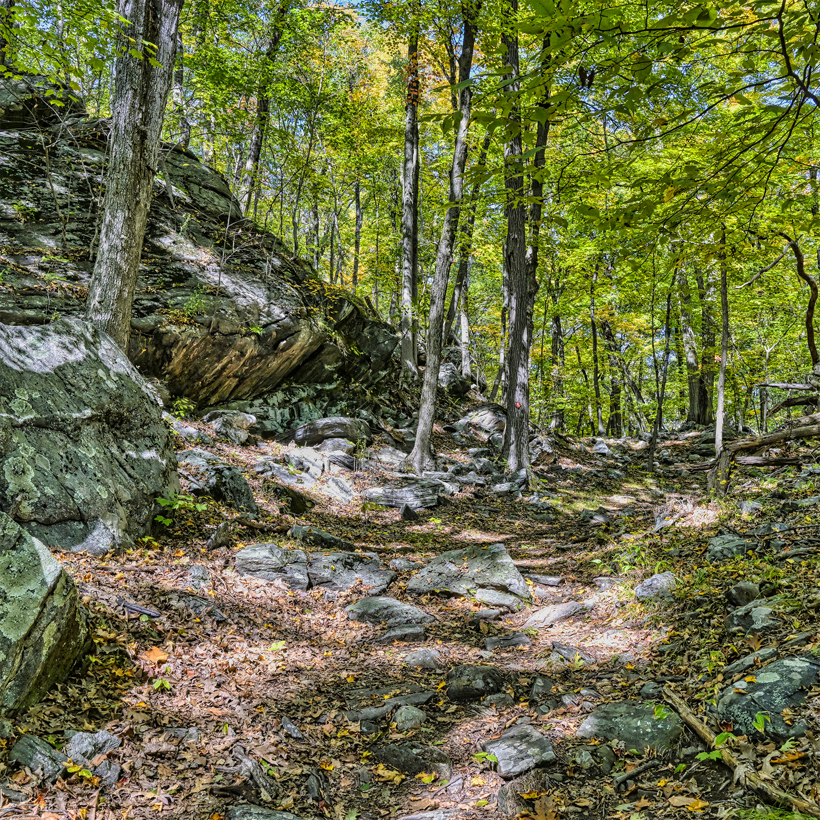 Trails in the Westmoreland Sanctuary are popular among local hikers.