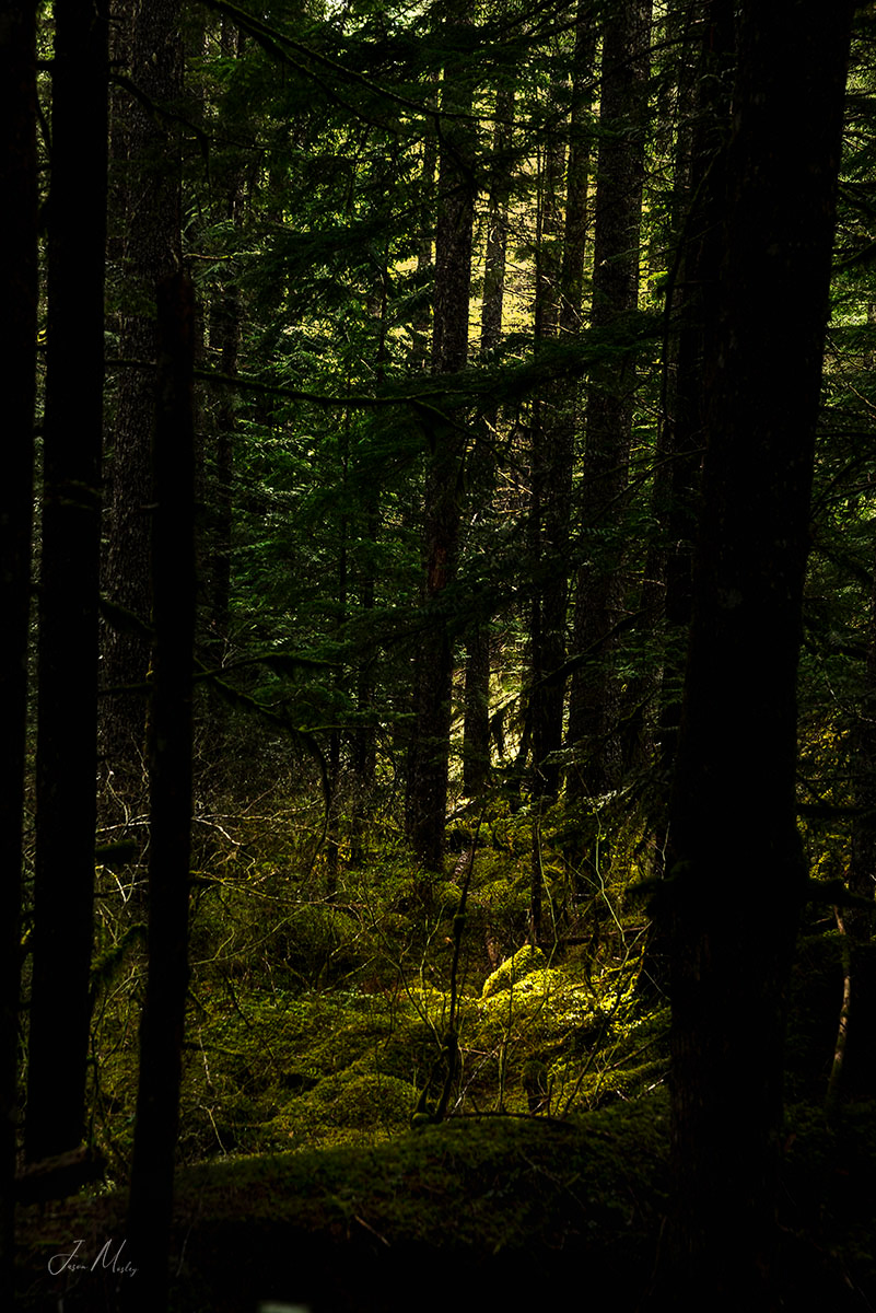 MT. Baker National Forest