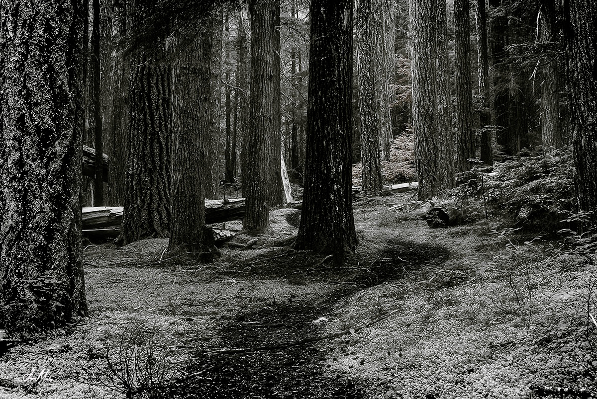 Hiking in the Buckhorn Wilderness