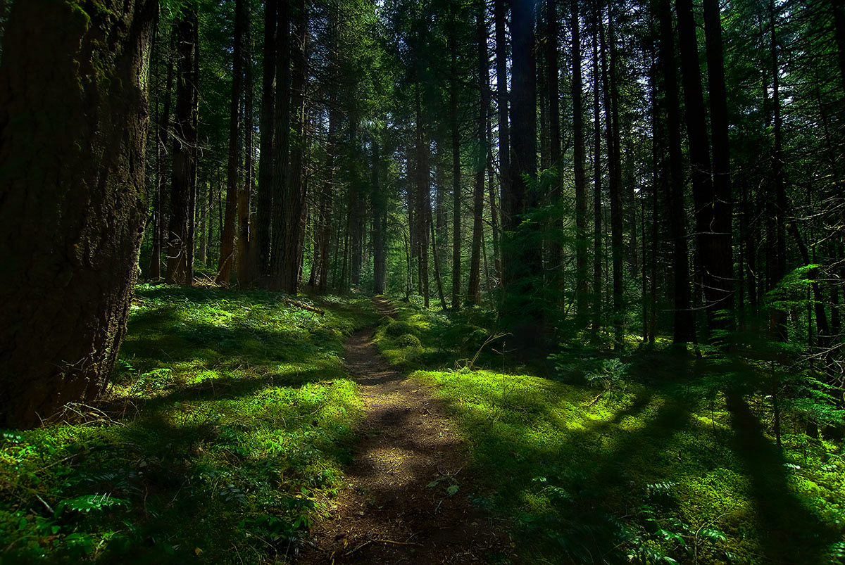 Lower Dungeness Trail Timber sun lighting