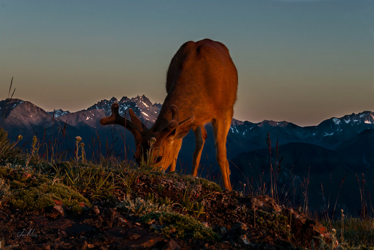Black tailed - deer Deer Park Olympic National Park