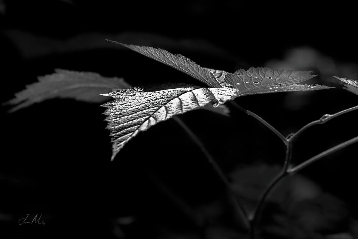 Sunlight on a Salmonberry Leaf