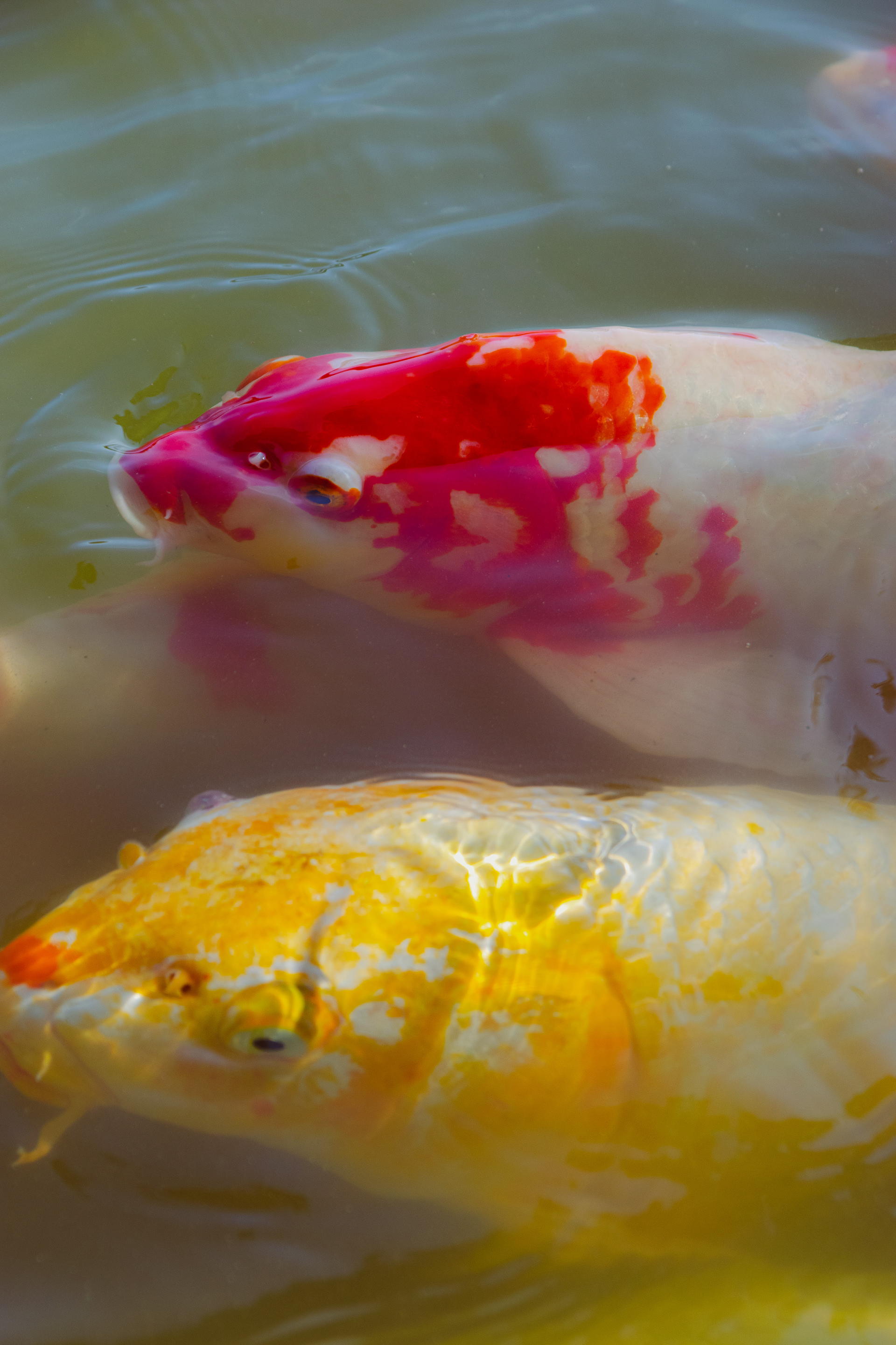  Okayama Korakuen Garden - Okayama