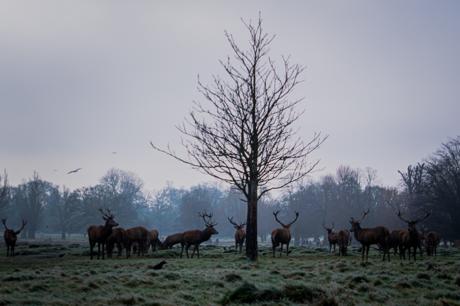 Bushy Park -London Borough