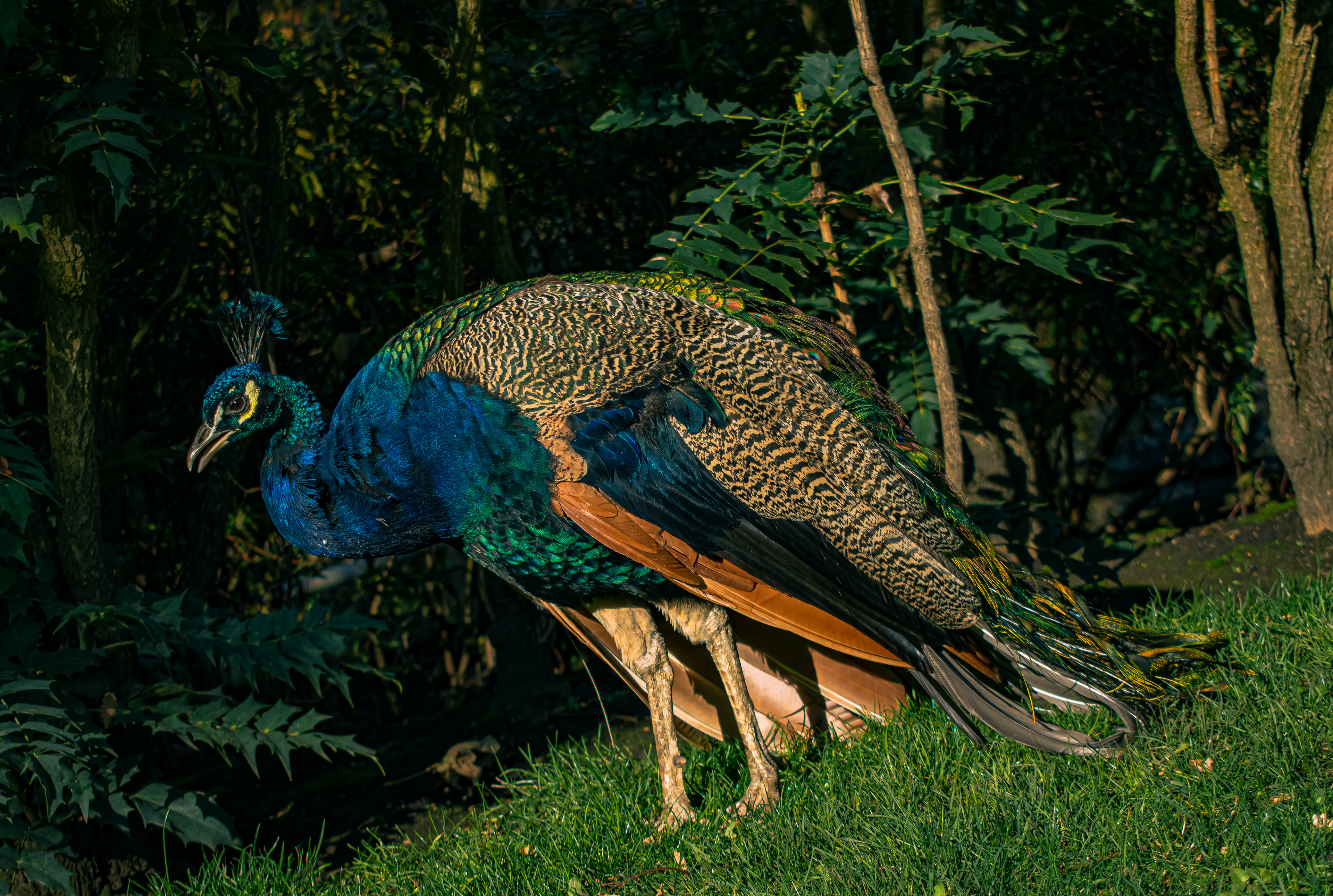 Holland Park - Kensington