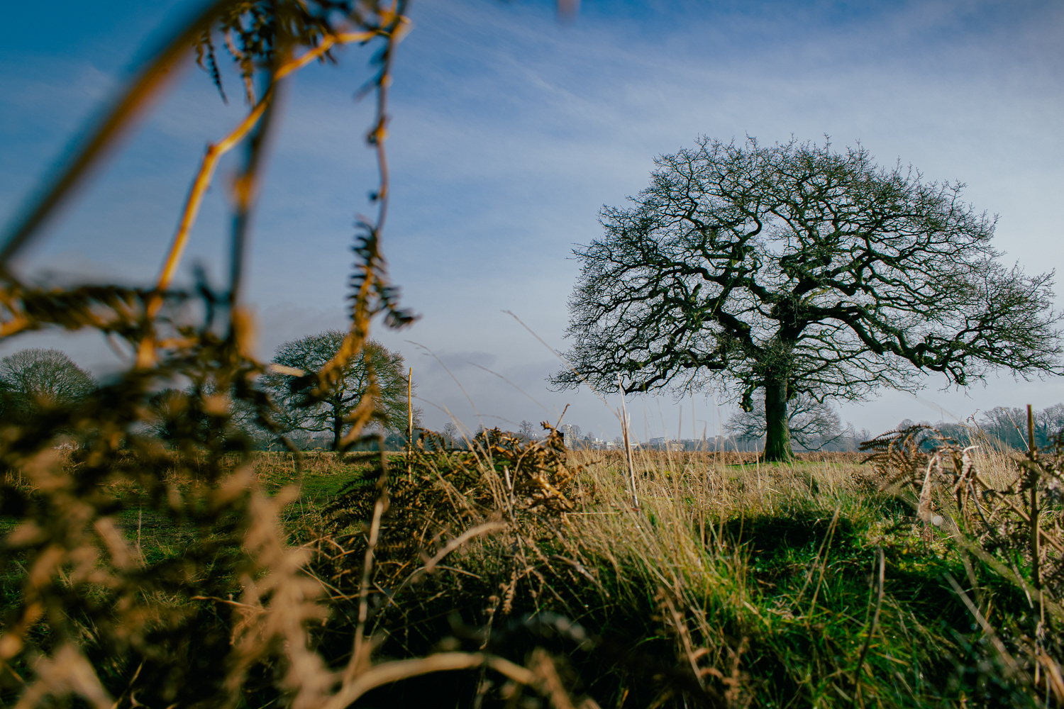 Bushy Park -London Borough