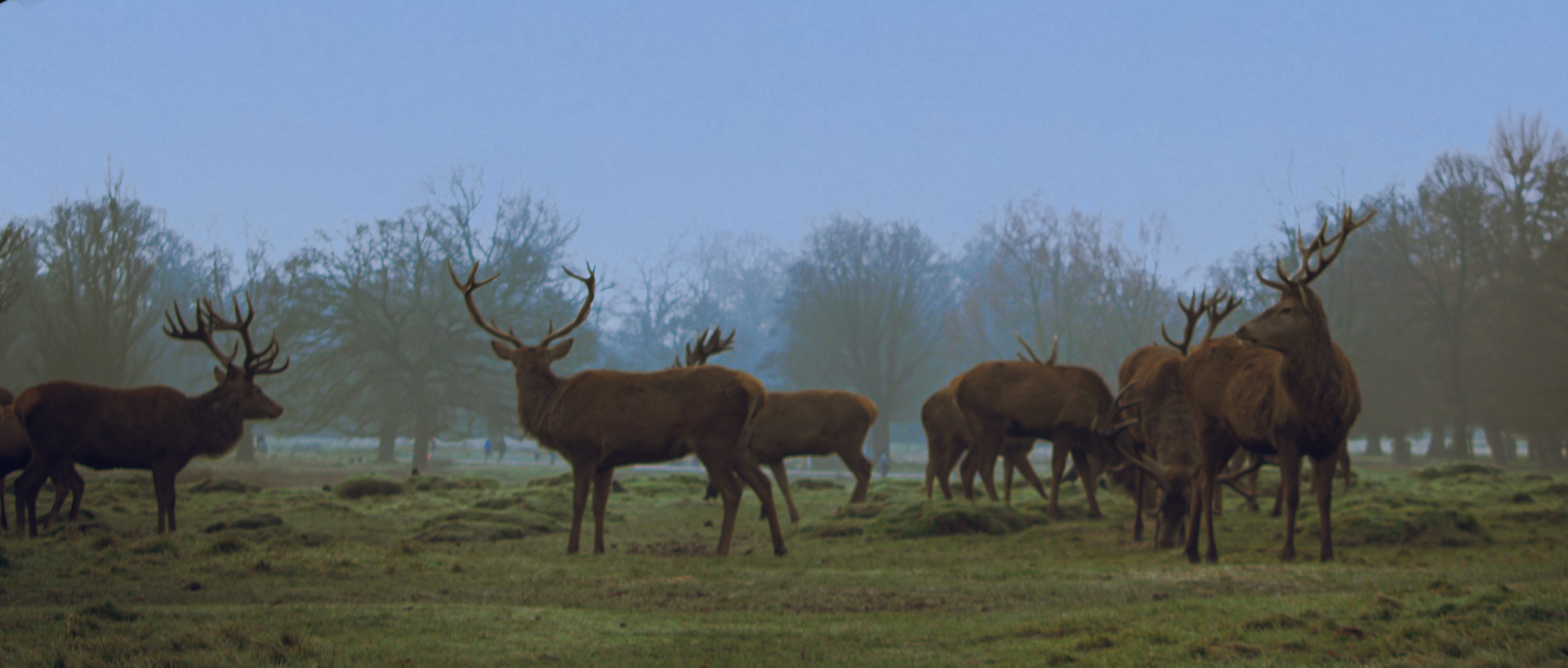 Bushy Park -London Borough