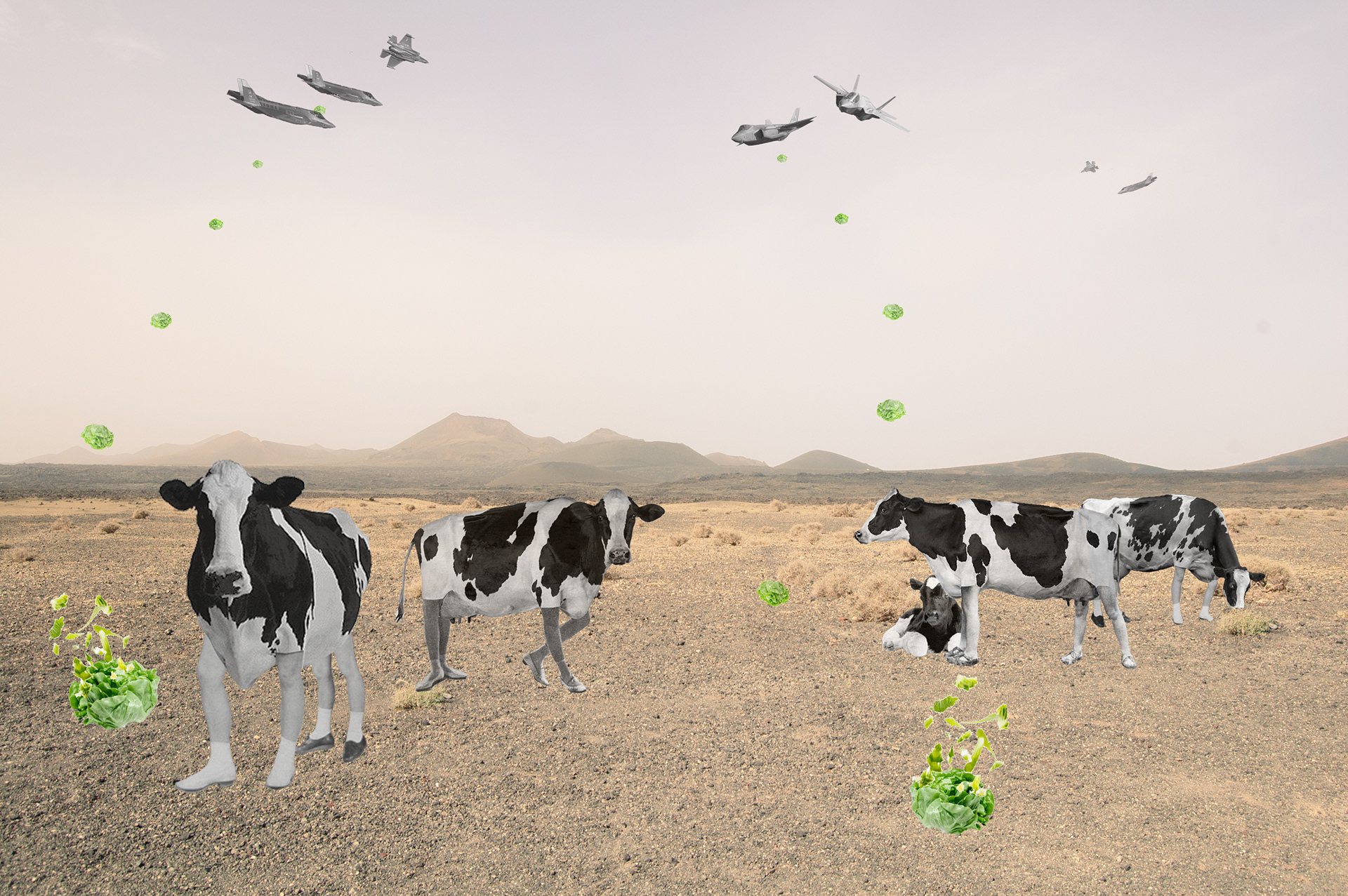 Cows