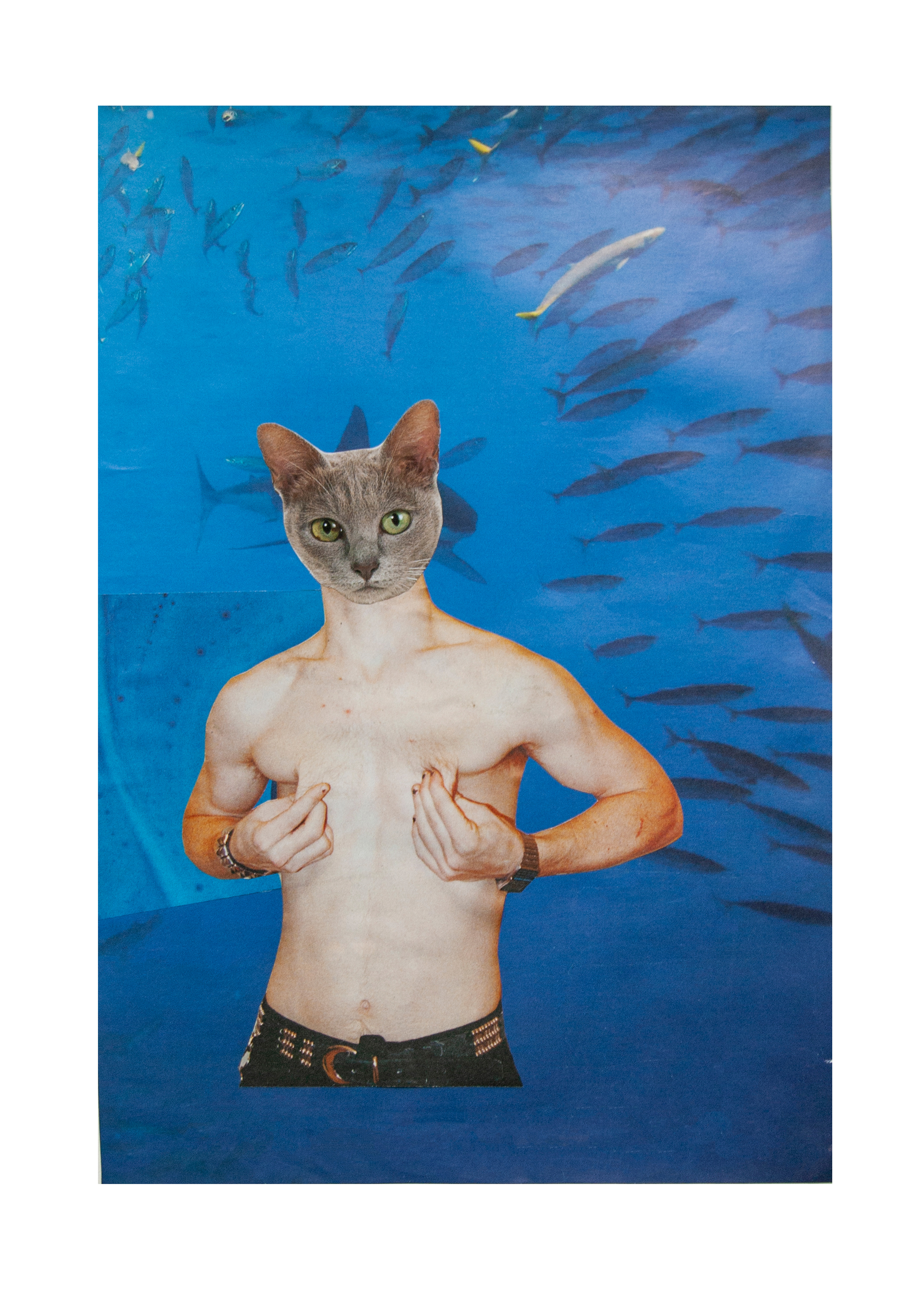 Aroused Cat