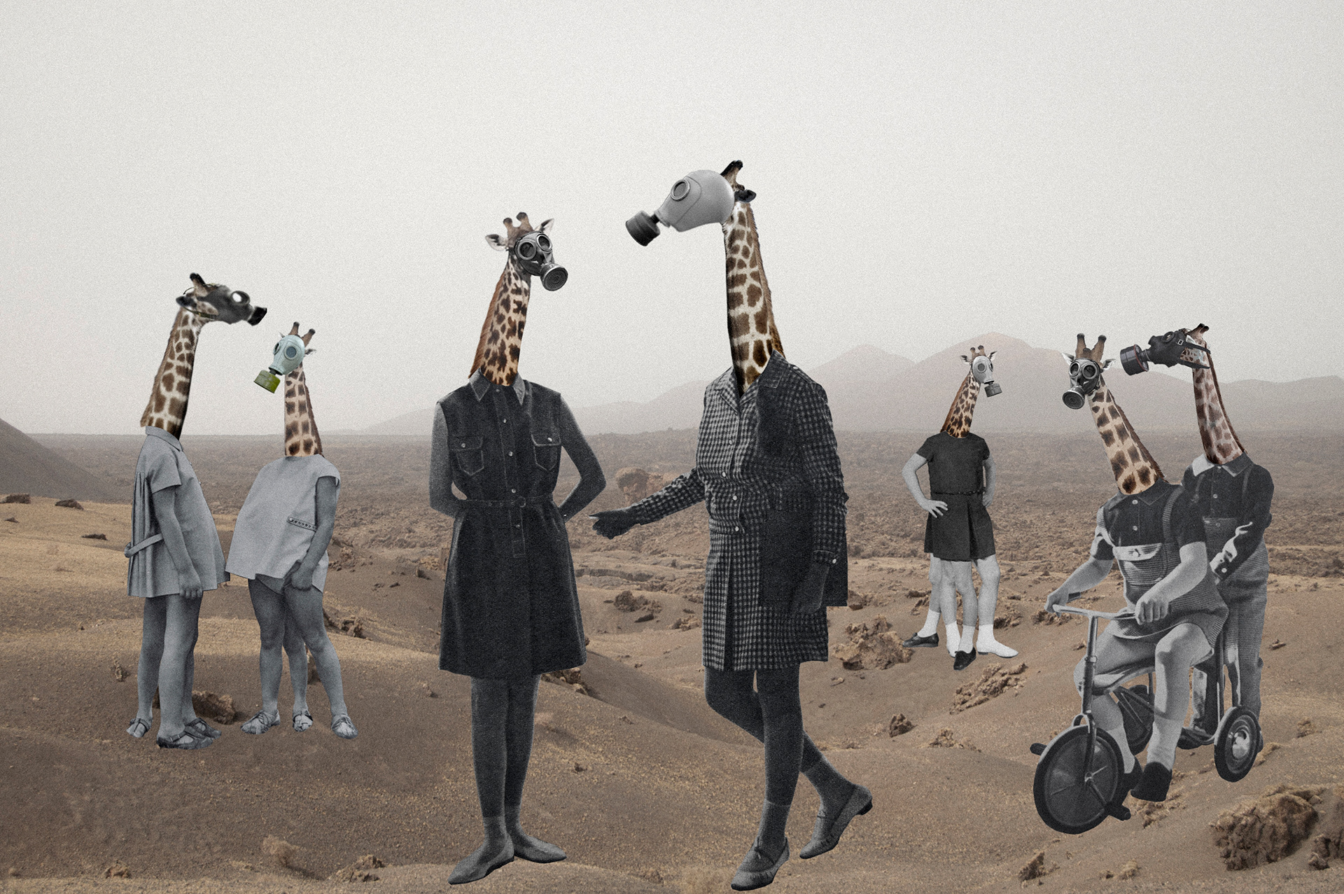 Giraffes