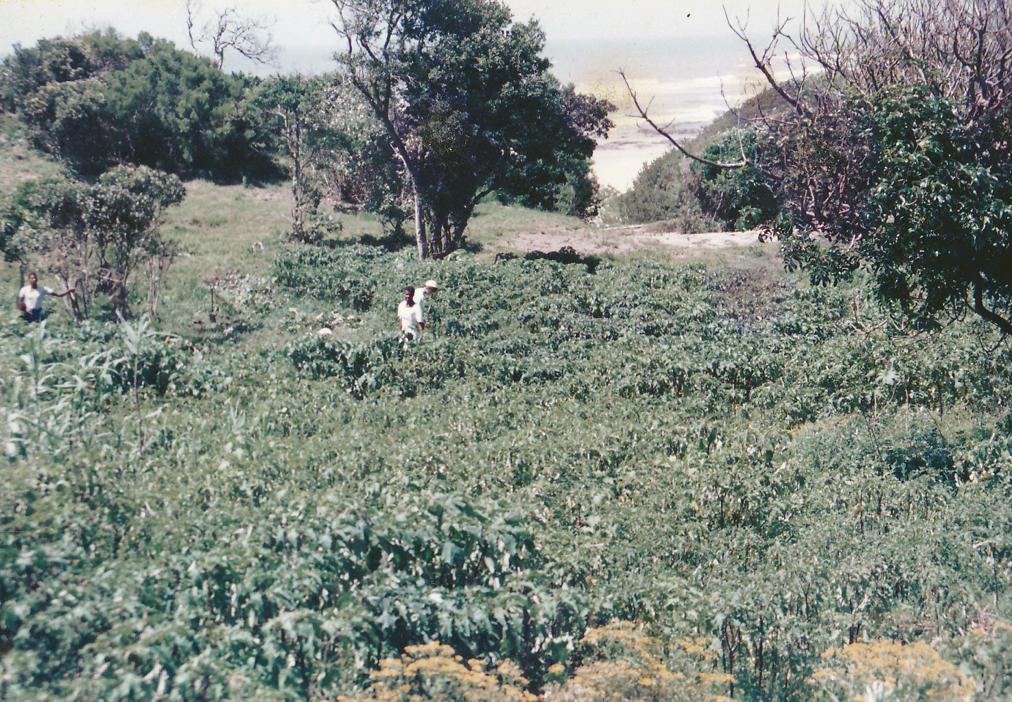 Clearing plots early 1990's