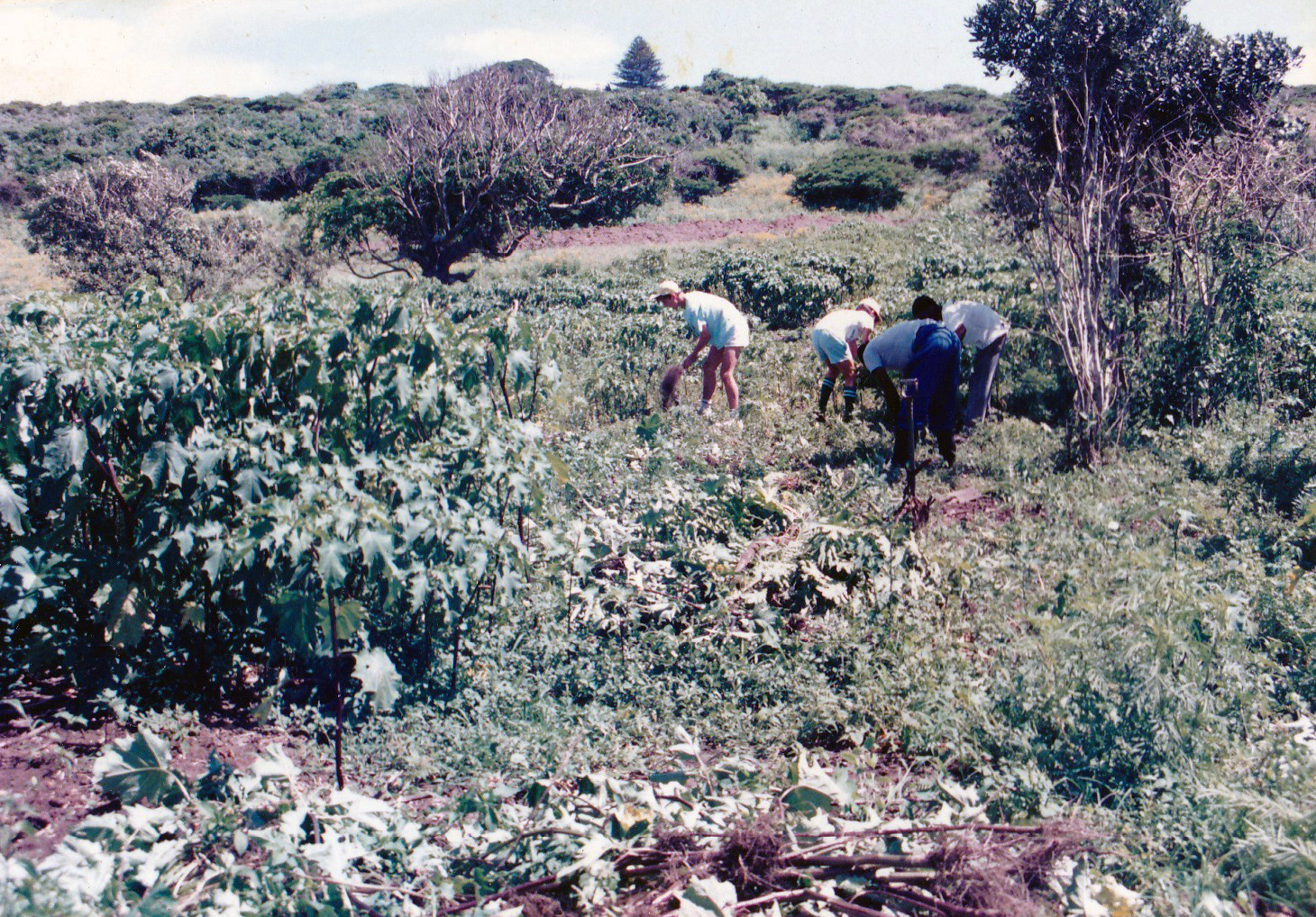 Clearing plots early 1990's