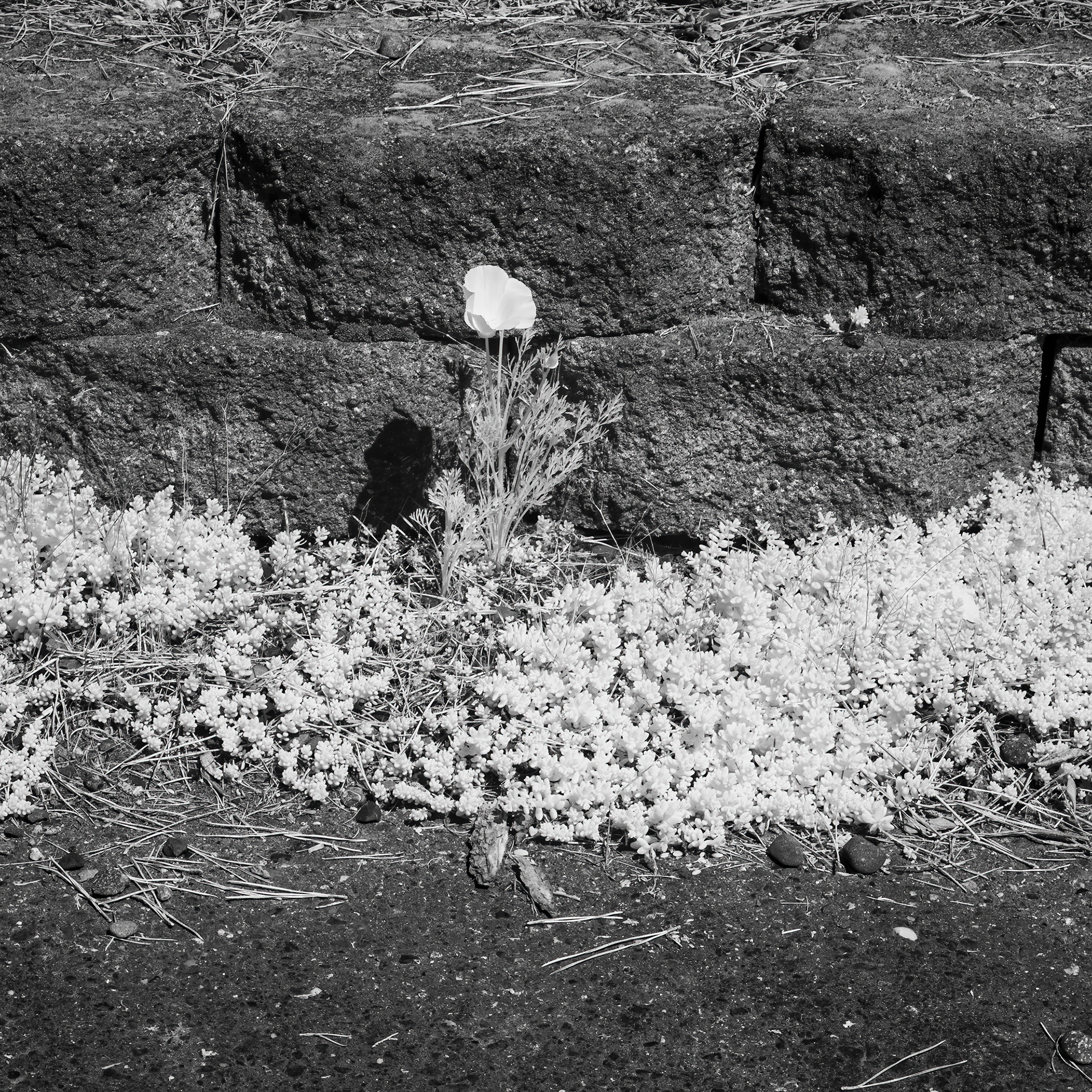 IR No. 47
