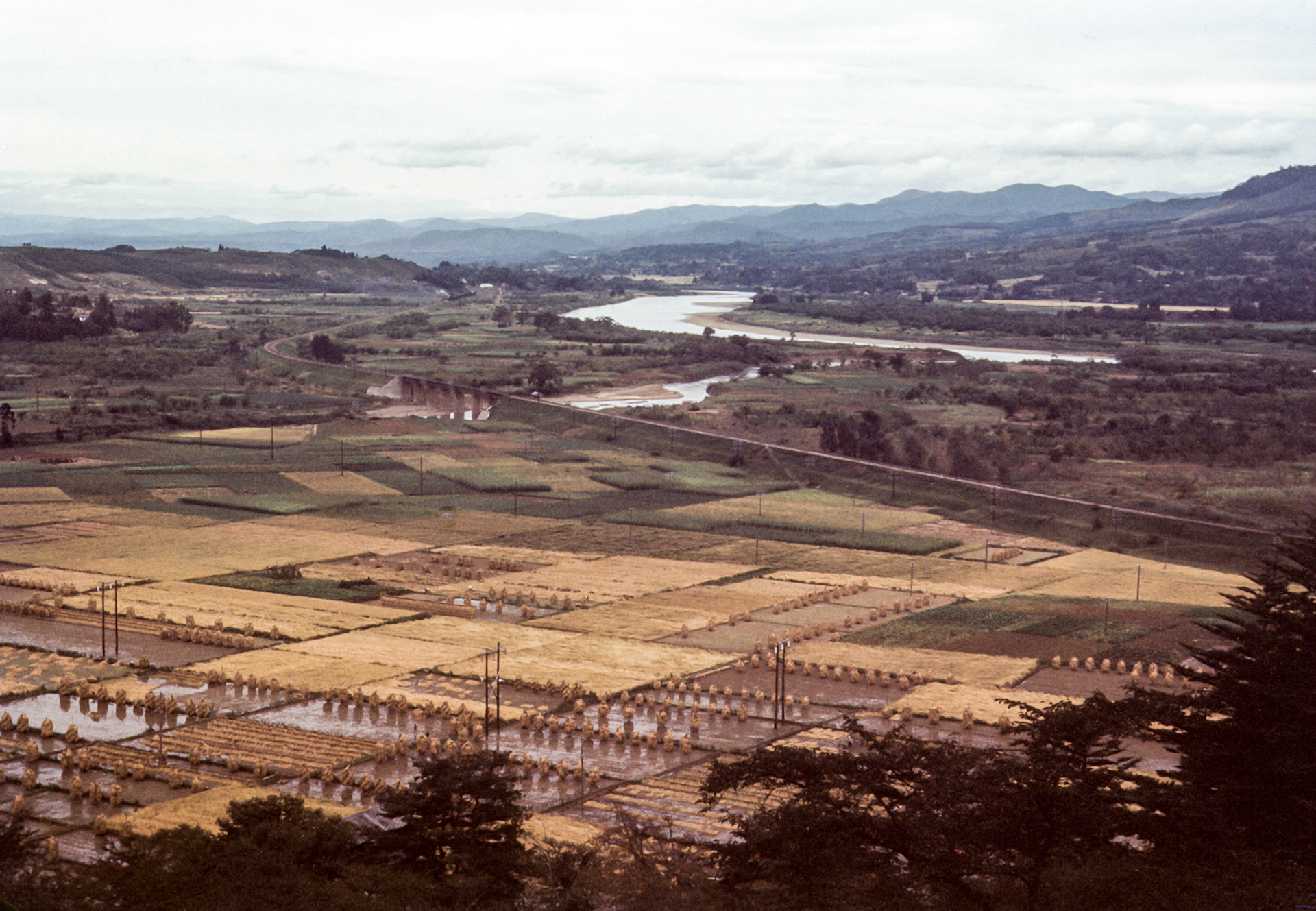 Rice paddies at Ichinoseki
