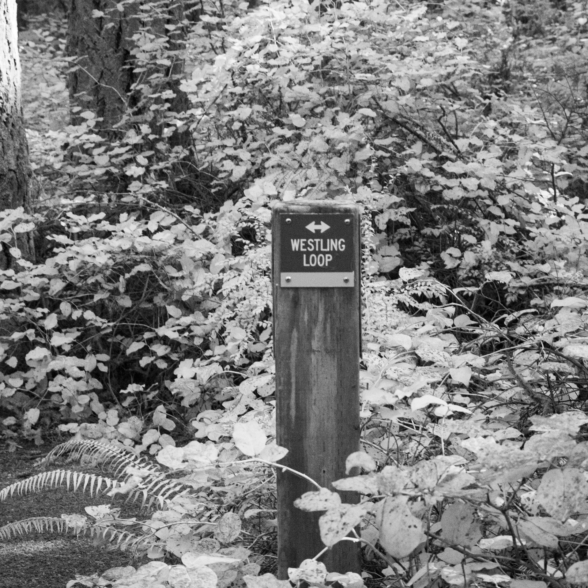 IR No. 8