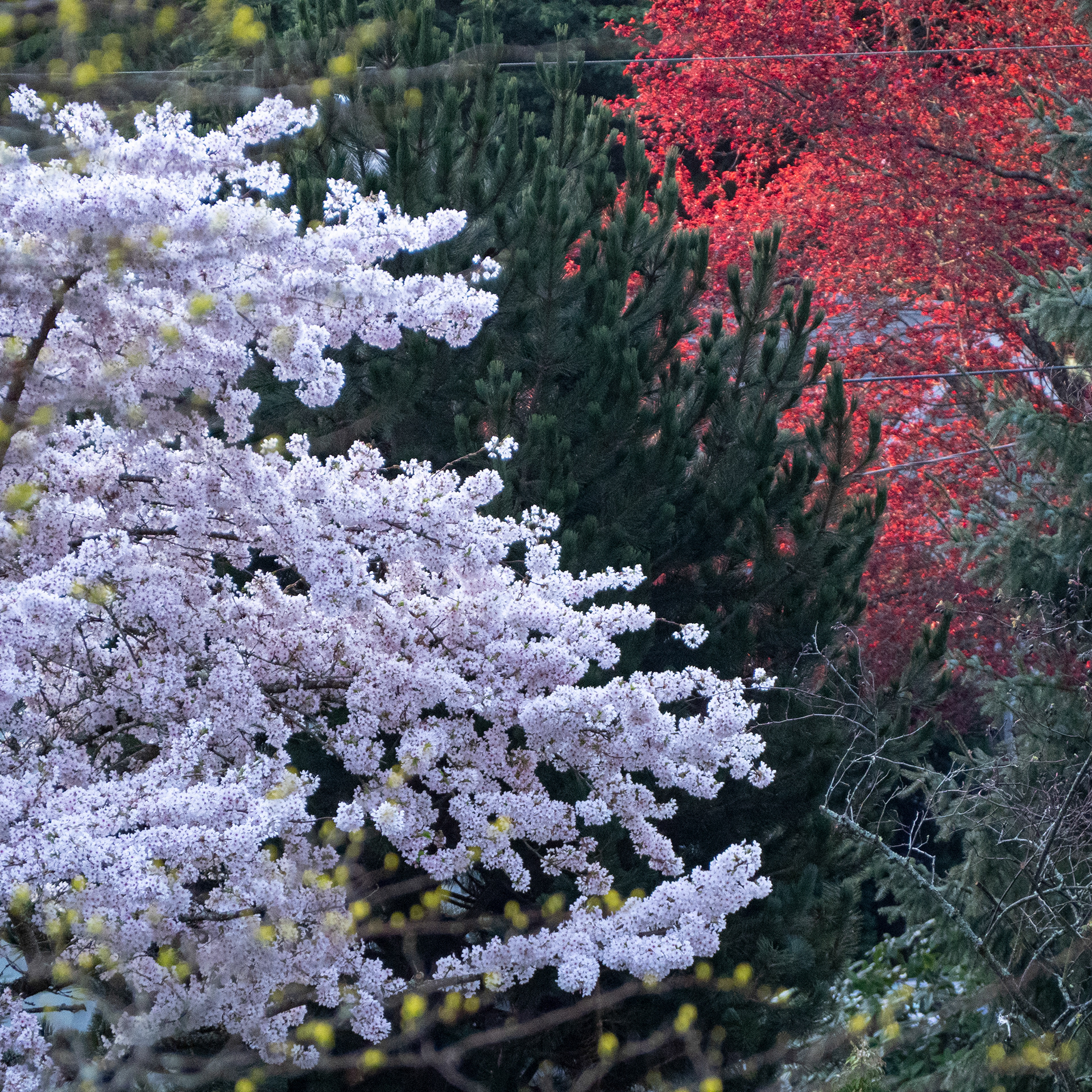 QP No. 223