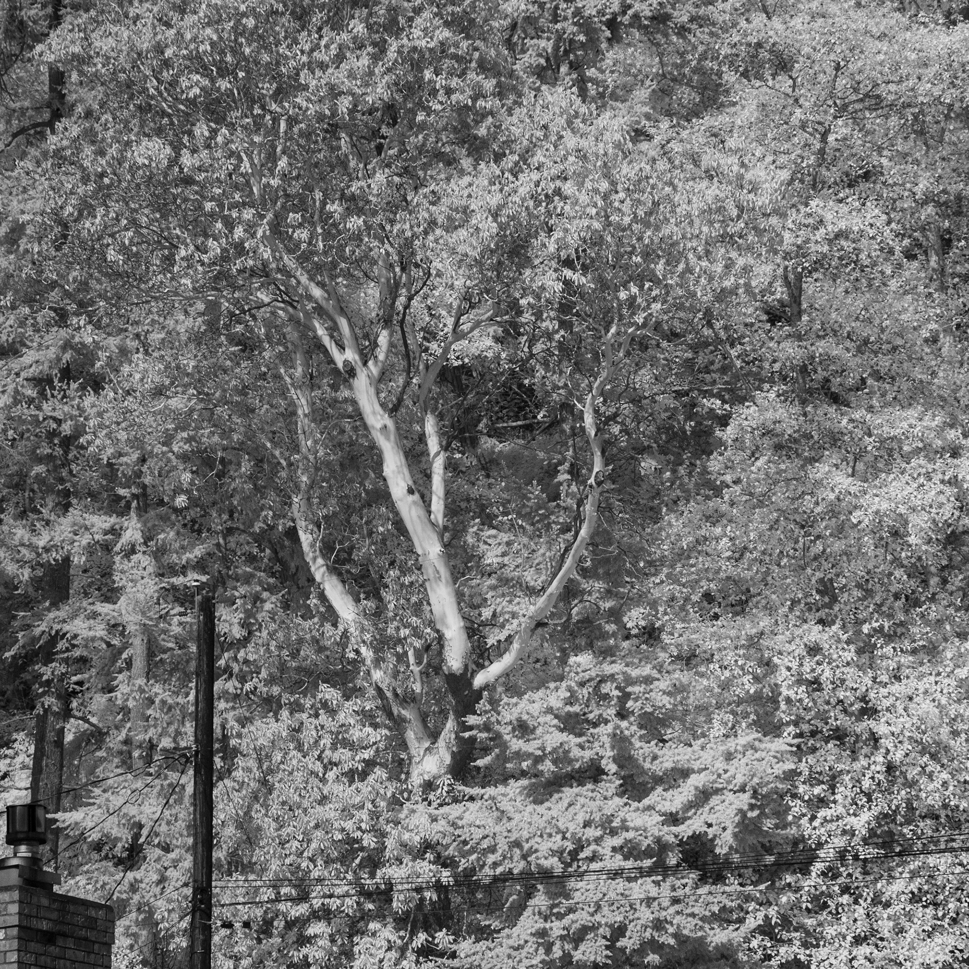 IR No. 36