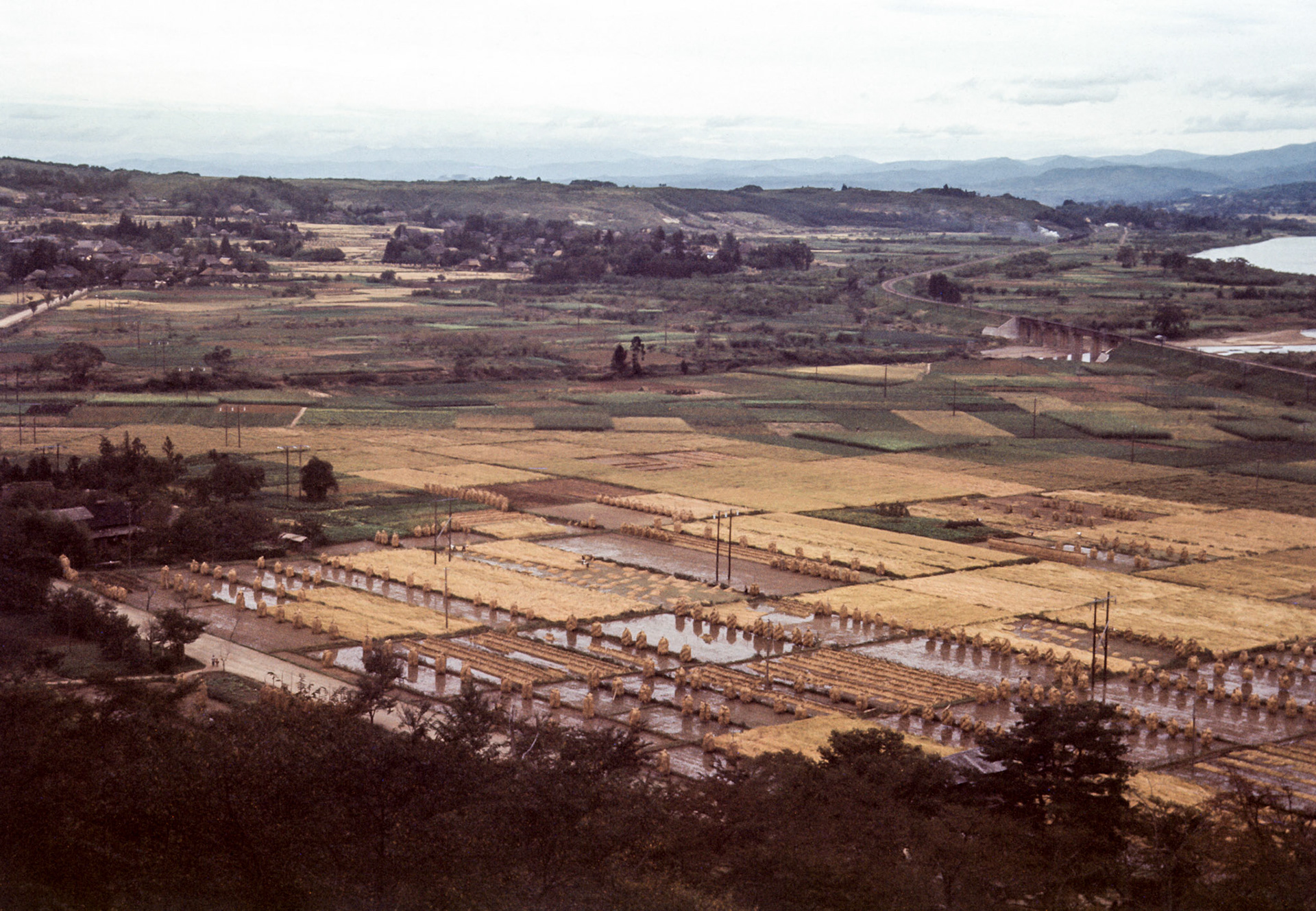 Rice Paddie