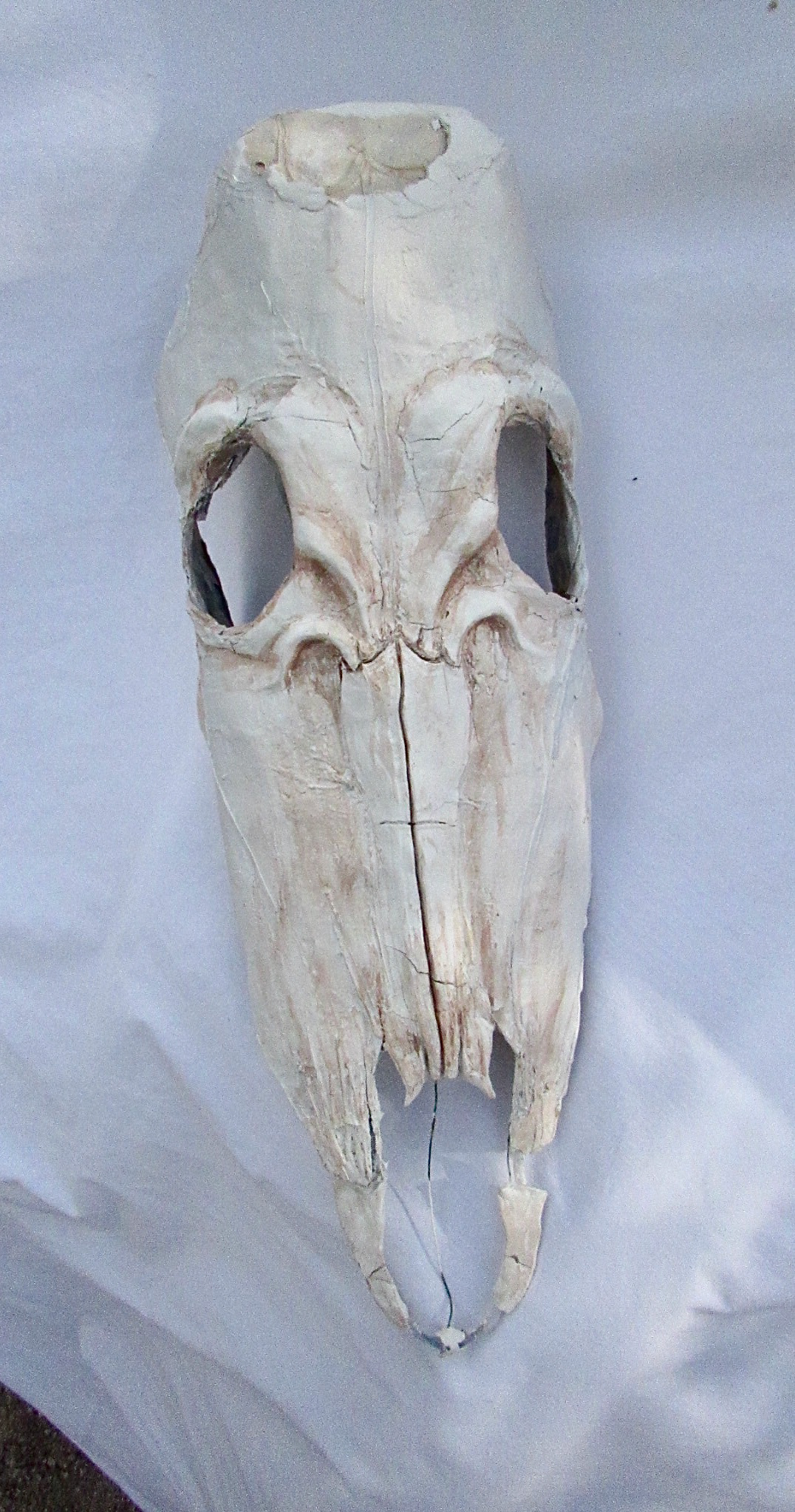 Finn Amygdalitsis - Masquerade Masks