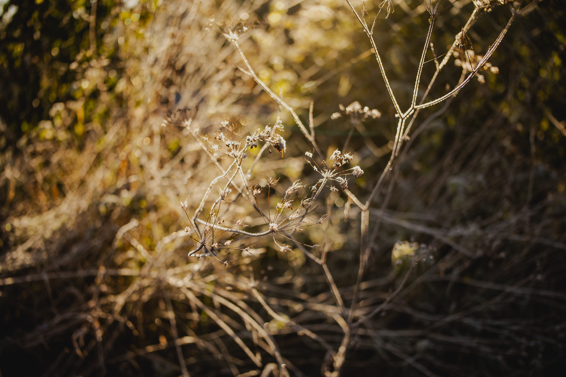 test obiektywu Canon RF 28mm F2.8 STM USM Osturnia