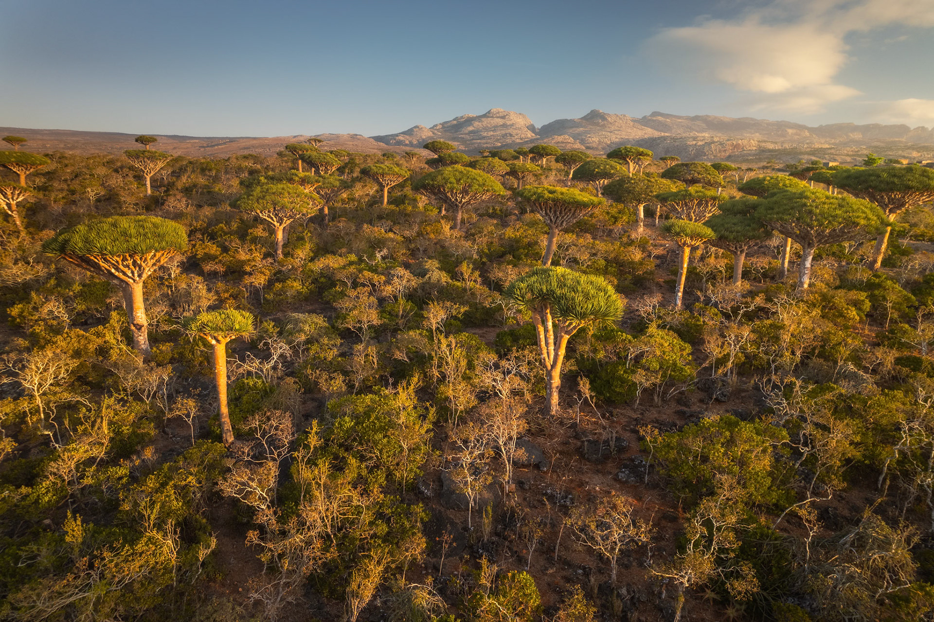 Widok z lotu ptaka na las Firhmin – setki endemicznych smoczych drzew rozrzuconych na wapiennym płaskowyżu, tworzących krajobraz jak z pradawnej epoki.