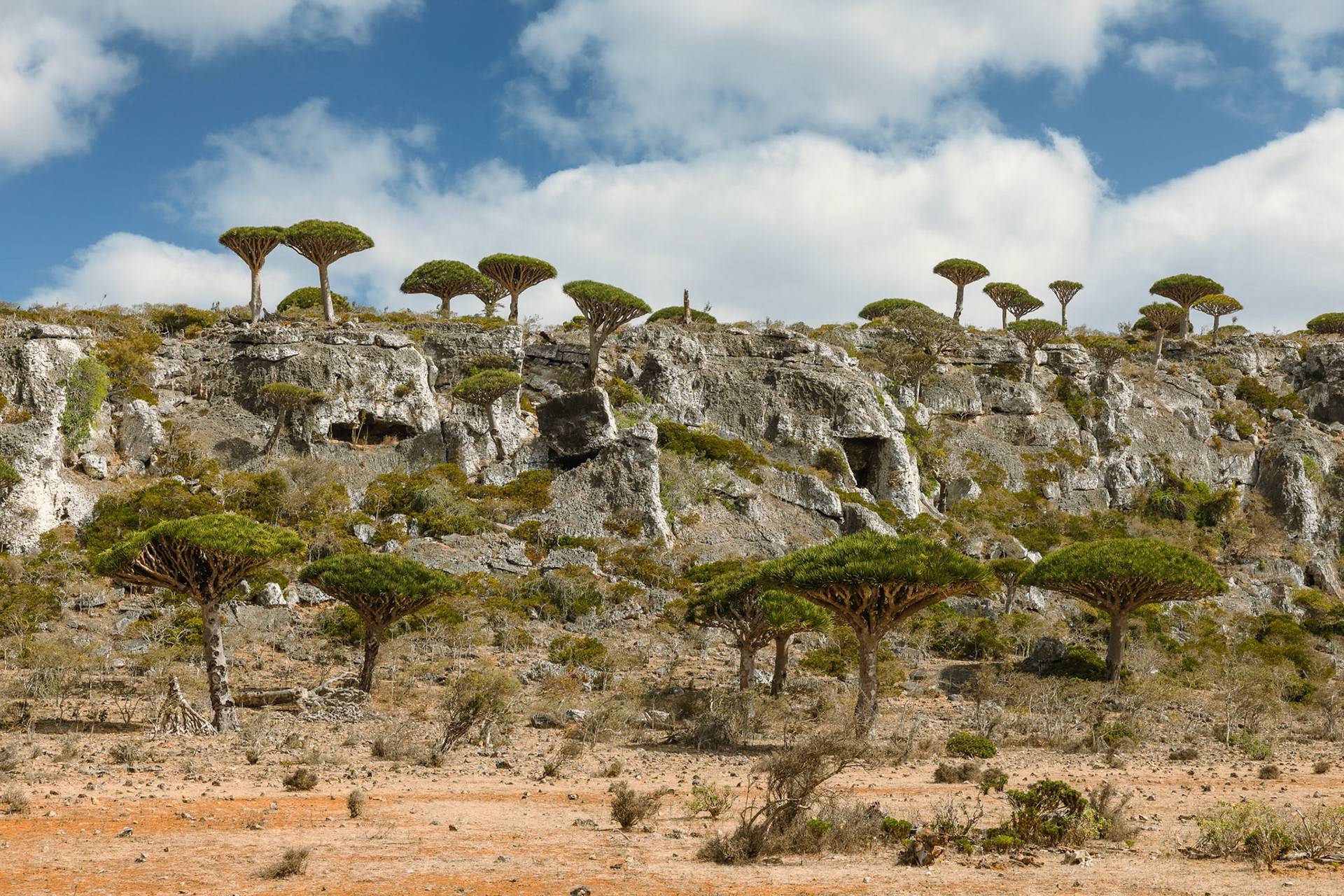 Magiczny krajobraz lasu Firhmin na Sokotrze – gęste skupisko smoczych drzew o parasolowatych koronach, rozciągających się nad skalistym płaskowyżem Dixam. Niezwykła sceneria przypomina kadr z innej planety.