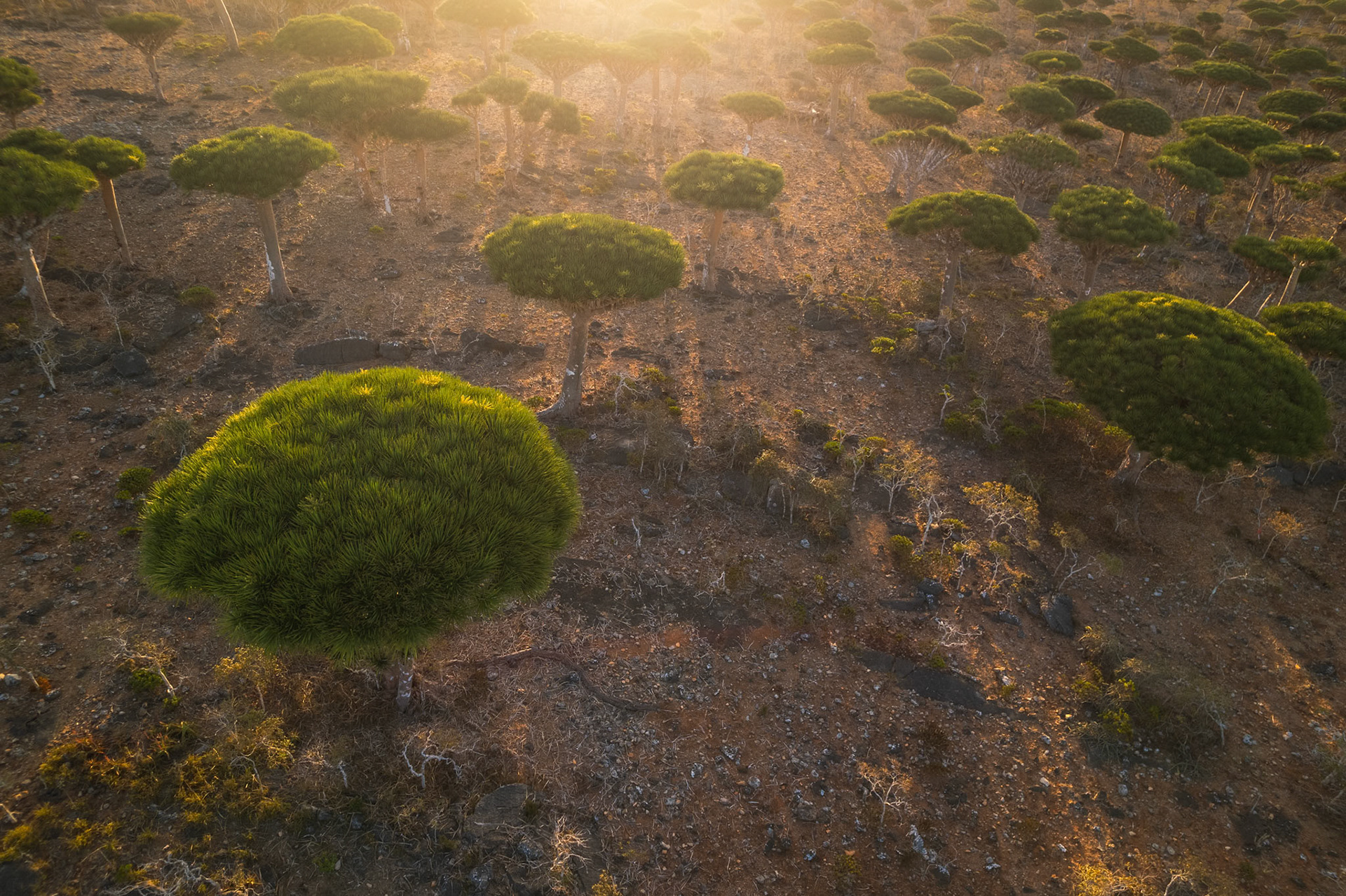 Magiczny krajobraz lasu Firhmin na Sokotrze – gęste skupisko smoczych drzew o parasolowatych koronach, rozciągających się nad skalistym płaskowyżem Dixam. Niezwykła sceneria przypomina kadr z innej planety.