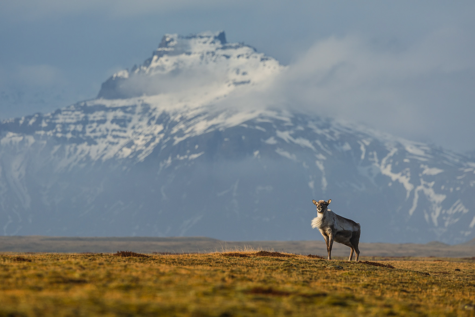 Islandia- Renifer