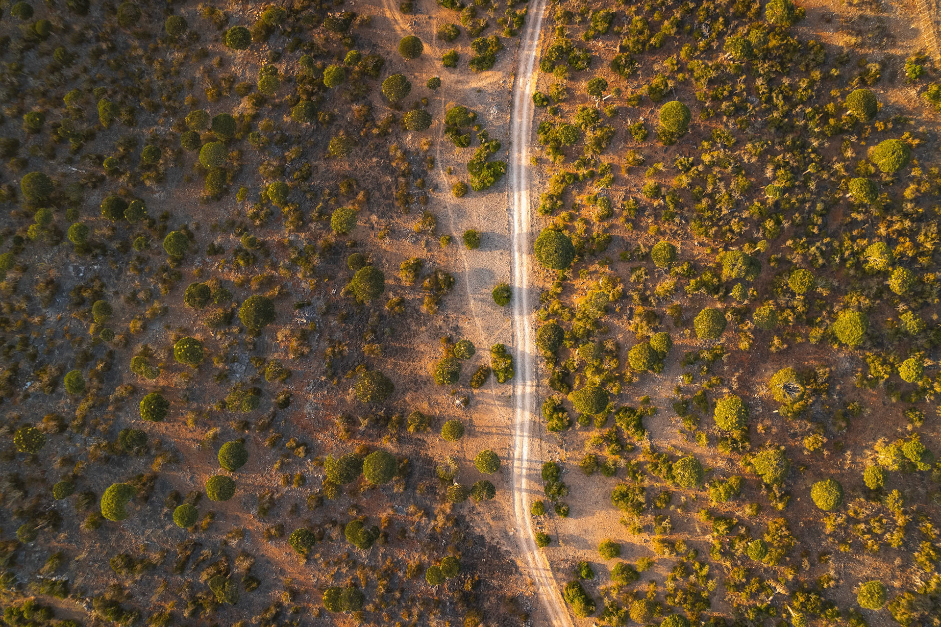 Widok z lotu ptaka na las Firhmin – setki endemicznych smoczych drzew rozrzuconych na wapiennym płaskowyżu, tworzących krajobraz jak z pradawnej epoki.