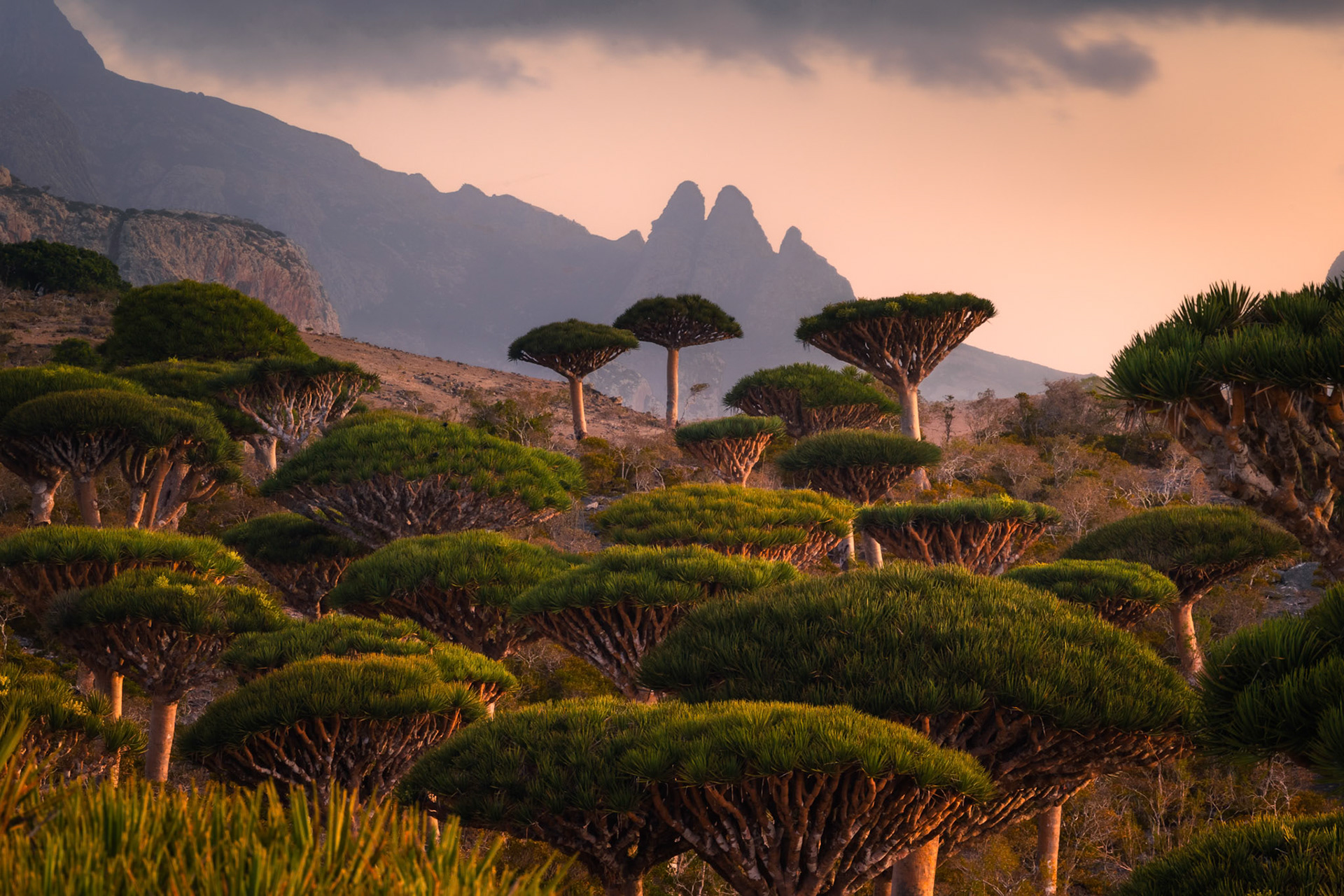 Magiczny krajobraz lasu Firhmin na Sokotrze – gęste skupisko smoczych drzew o parasolowatych koronach, rozciągających się nad skalistym płaskowyżem Dixam. Niezwykła sceneria przypomina kadr z innej planety.