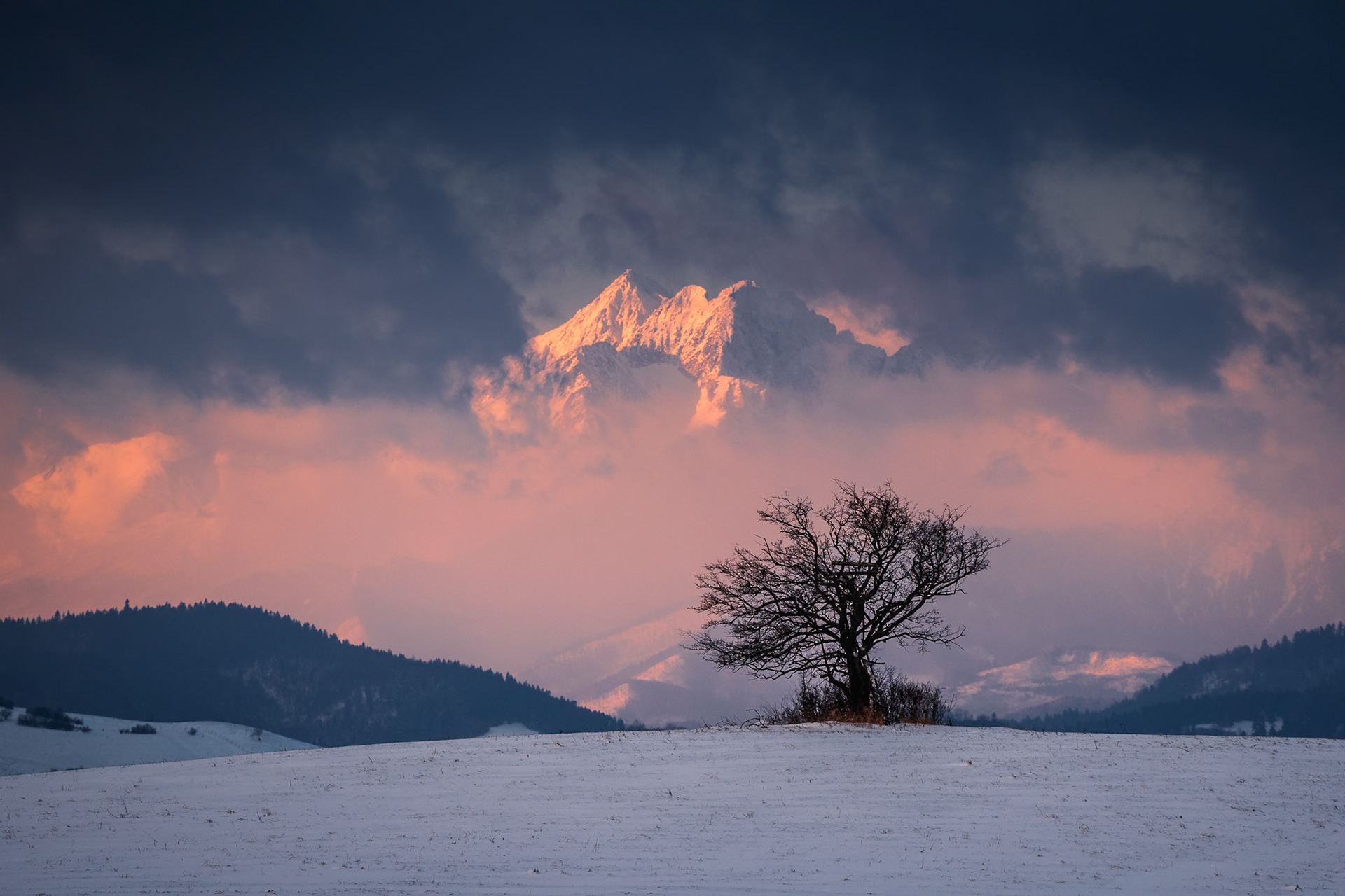Drzewko i Tatry