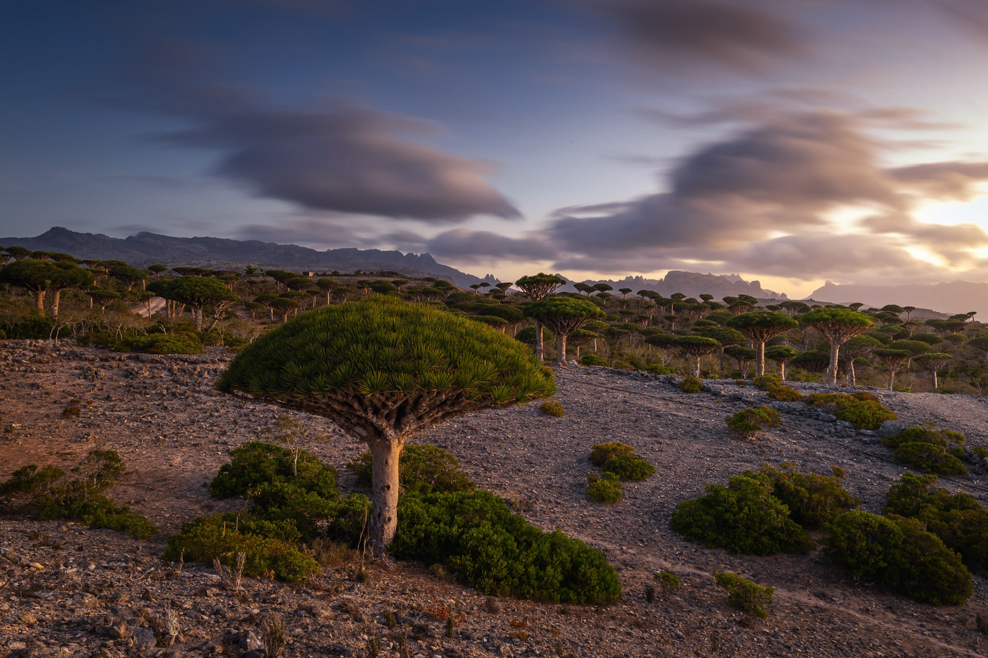 Surowe piękno lasu Firhmin – smocze drzewa z parasolowatymi koronami wyrastają z jałowej ziemi, ukazując niezwykłą zdolność roślin do przetrwania w ekstremalnych warunkach
