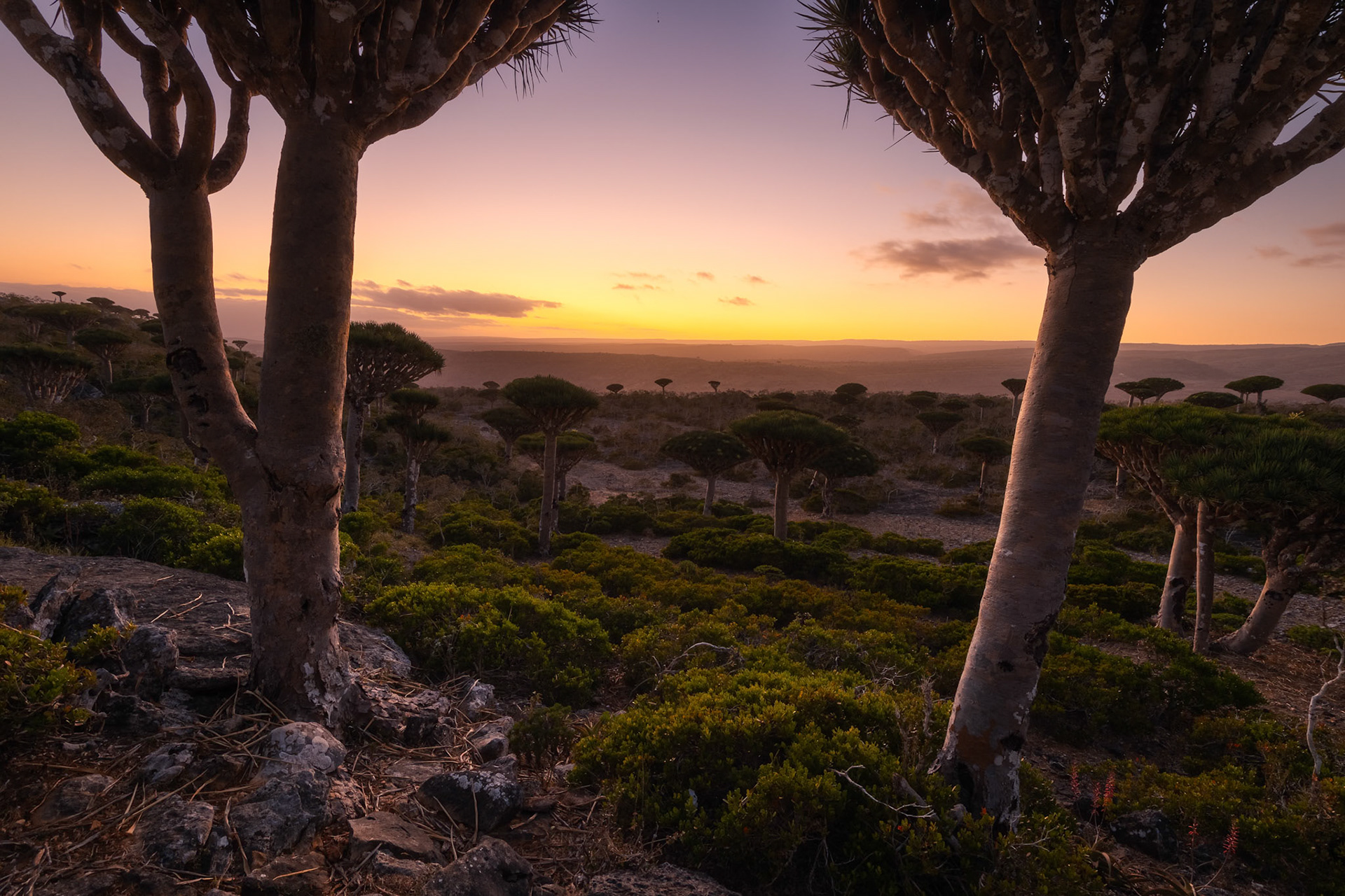 Magiczny krajobraz lasu Firhmin na Sokotrze – gęste skupisko smoczych drzew o parasolowatych koronach, rozciągających się nad skalistym płaskowyżem Dixam. Niezwykła sceneria przypomina kadr z innej planety.