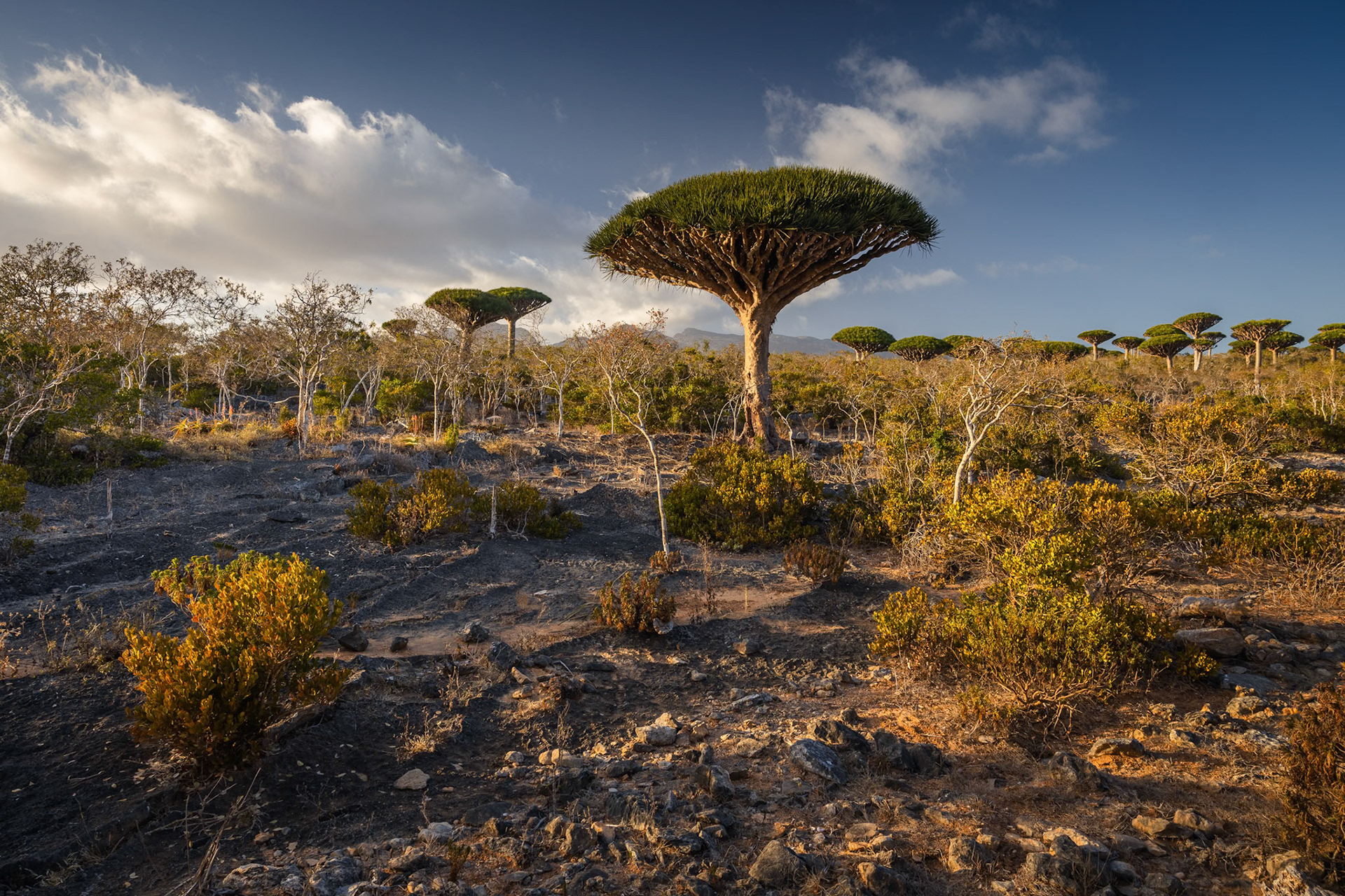 Magiczny krajobraz lasu Firhmin na Sokotrze – gęste skupisko smoczych drzew o parasolowatych koronach, rozciągających się nad skalistym płaskowyżem Dixam. Niezwykła sceneria przypomina kadr z innej planety.