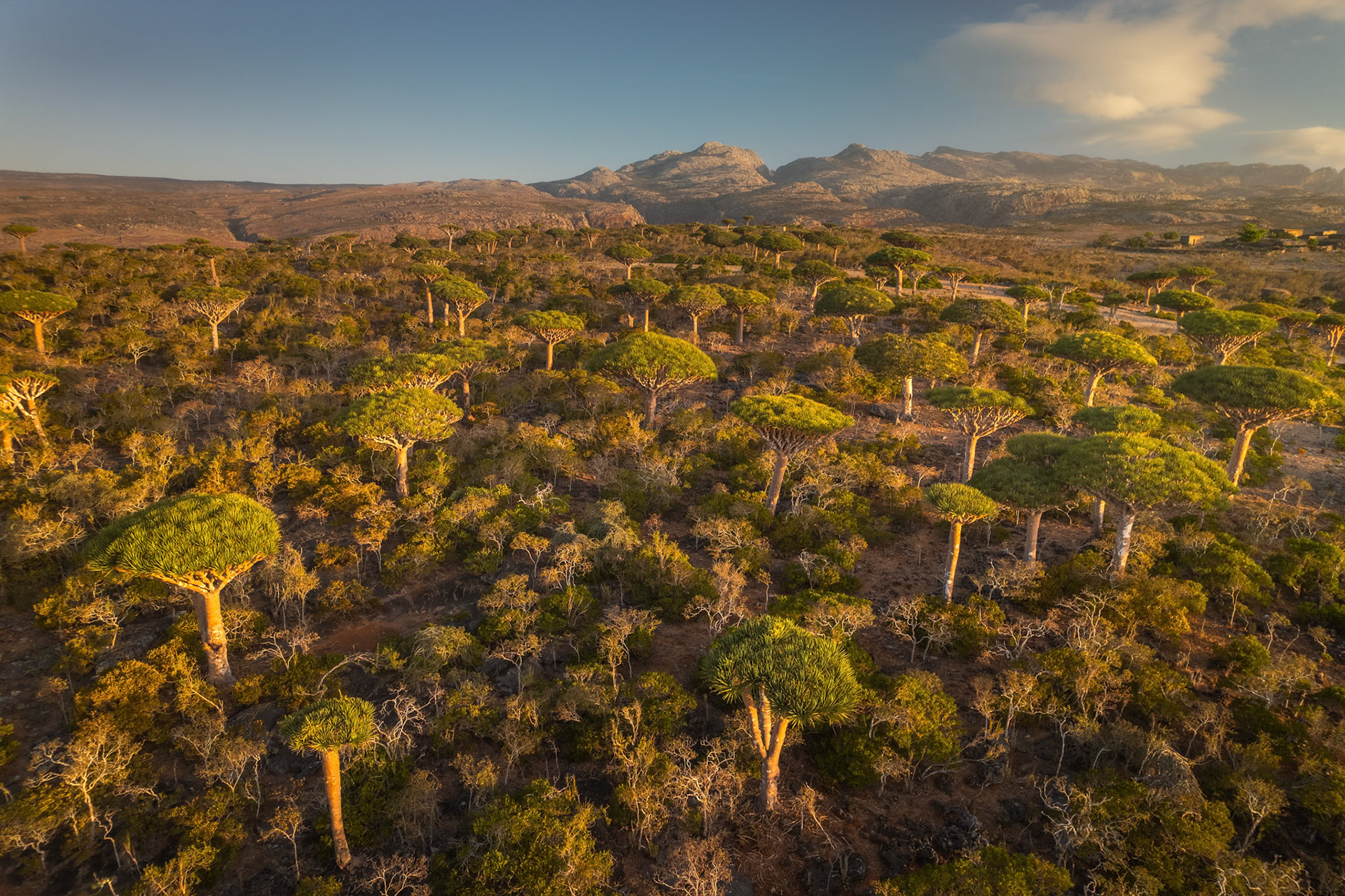 Widok z lotu ptaka na las Firhmin – setki endemicznych smoczych drzew rozrzuconych na wapiennym płaskowyżu, tworzących krajobraz jak z pradawnej epoki.