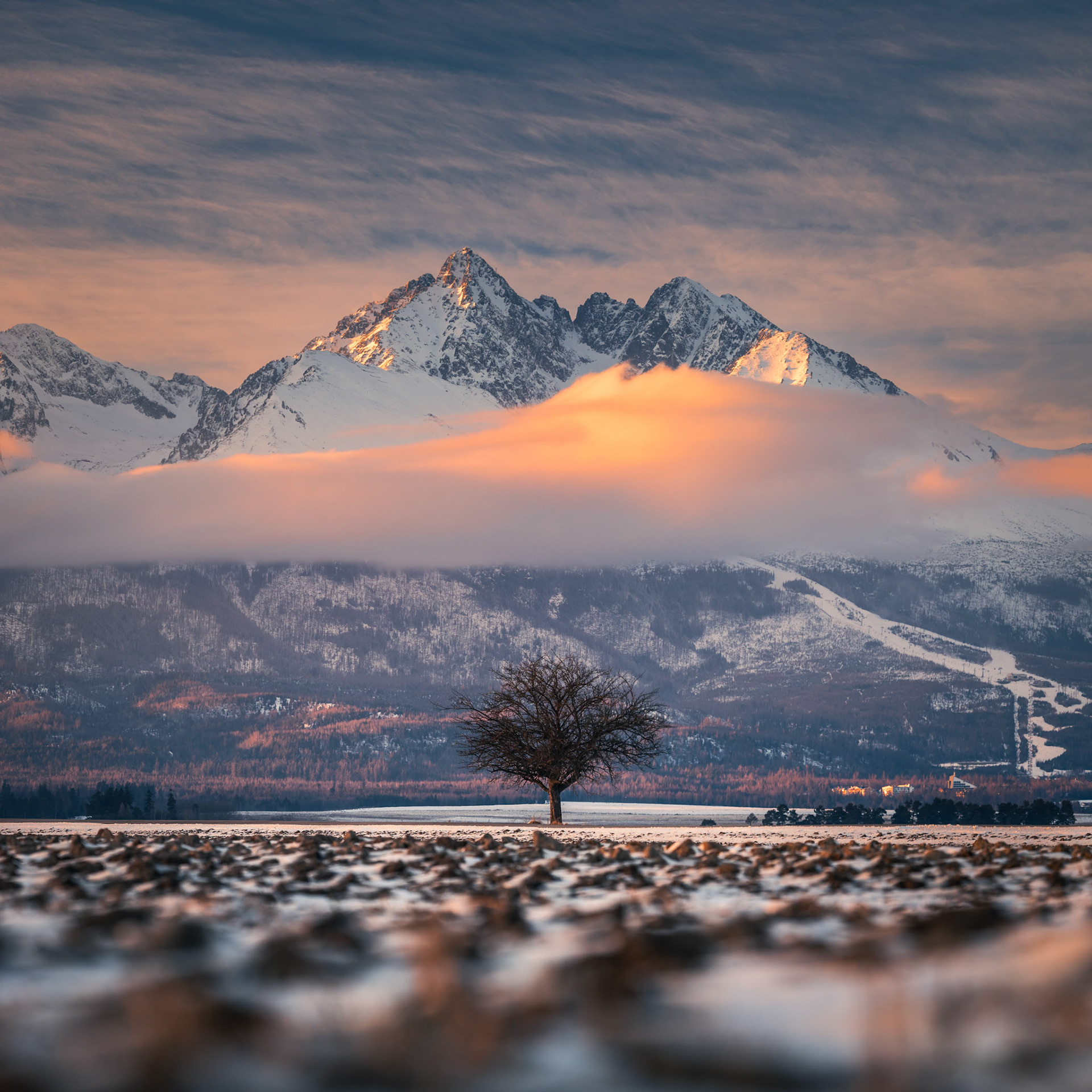 Drzewko i Tatry II