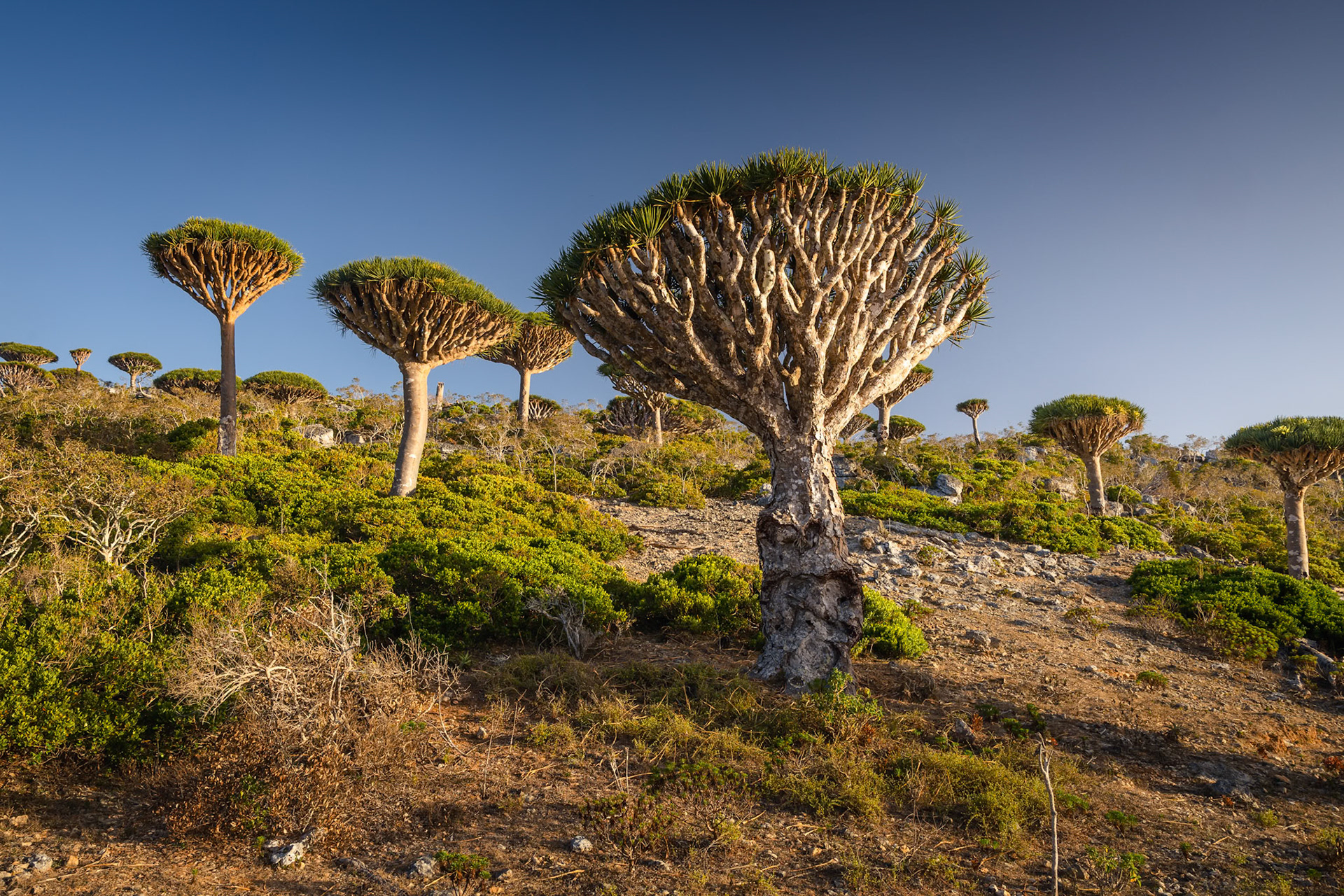 Magiczny krajobraz lasu Firhmin na Sokotrze – gęste skupisko smoczych drzew o parasolowatych koronach, rozciągających się nad skalistym płaskowyżem Dixam. Niezwykła sceneria przypomina kadr z innej planety.