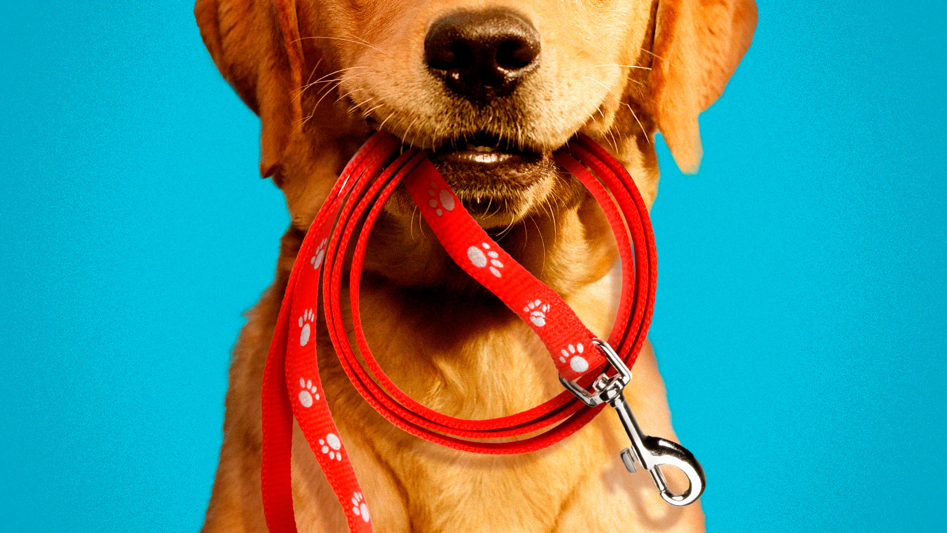 The great debate: Rules around dog etiquette at the James River