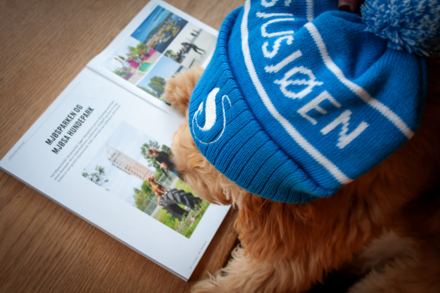 Molly leser om Mjøsa Hundepark