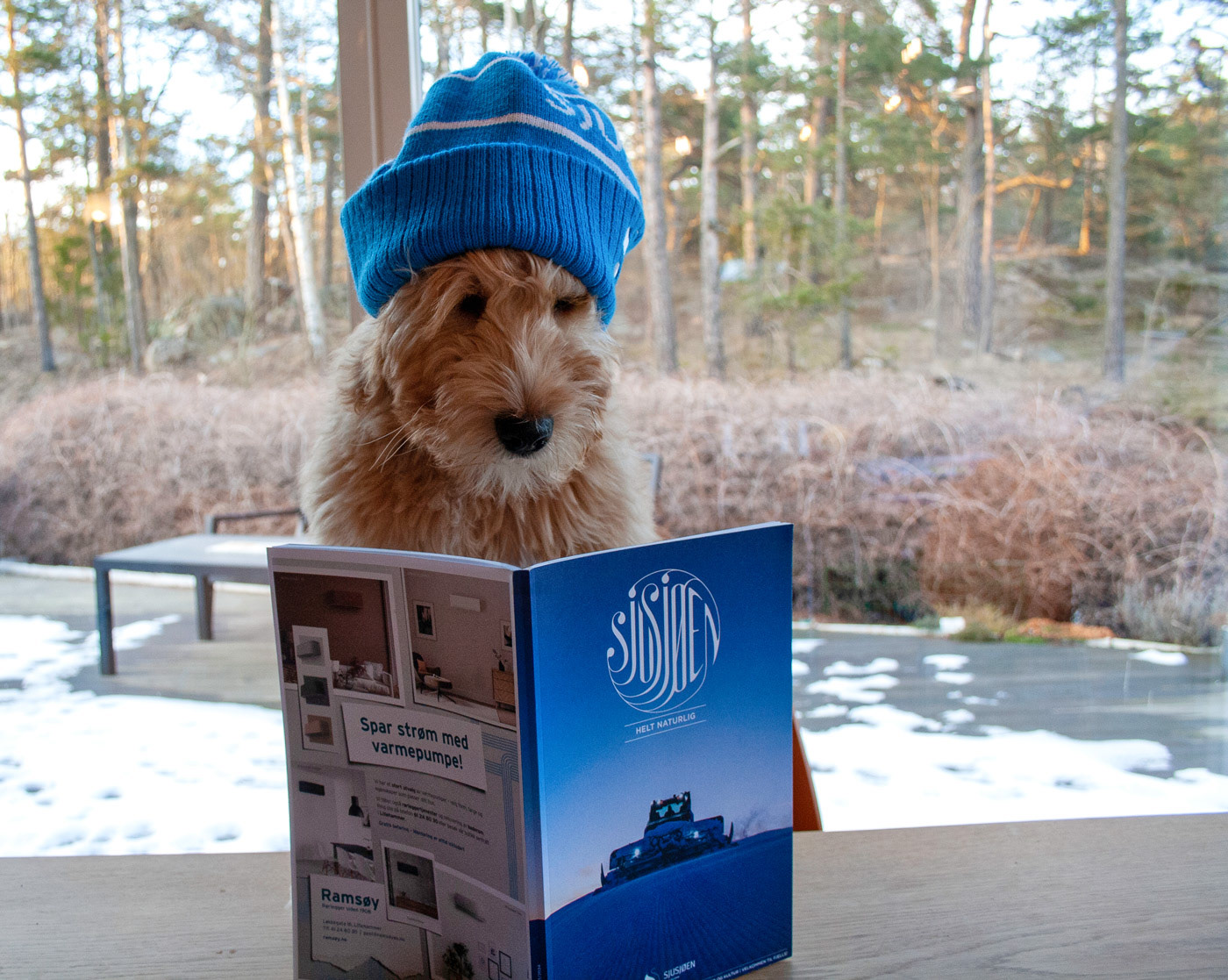 Til og med hunden vår liger magasinet...