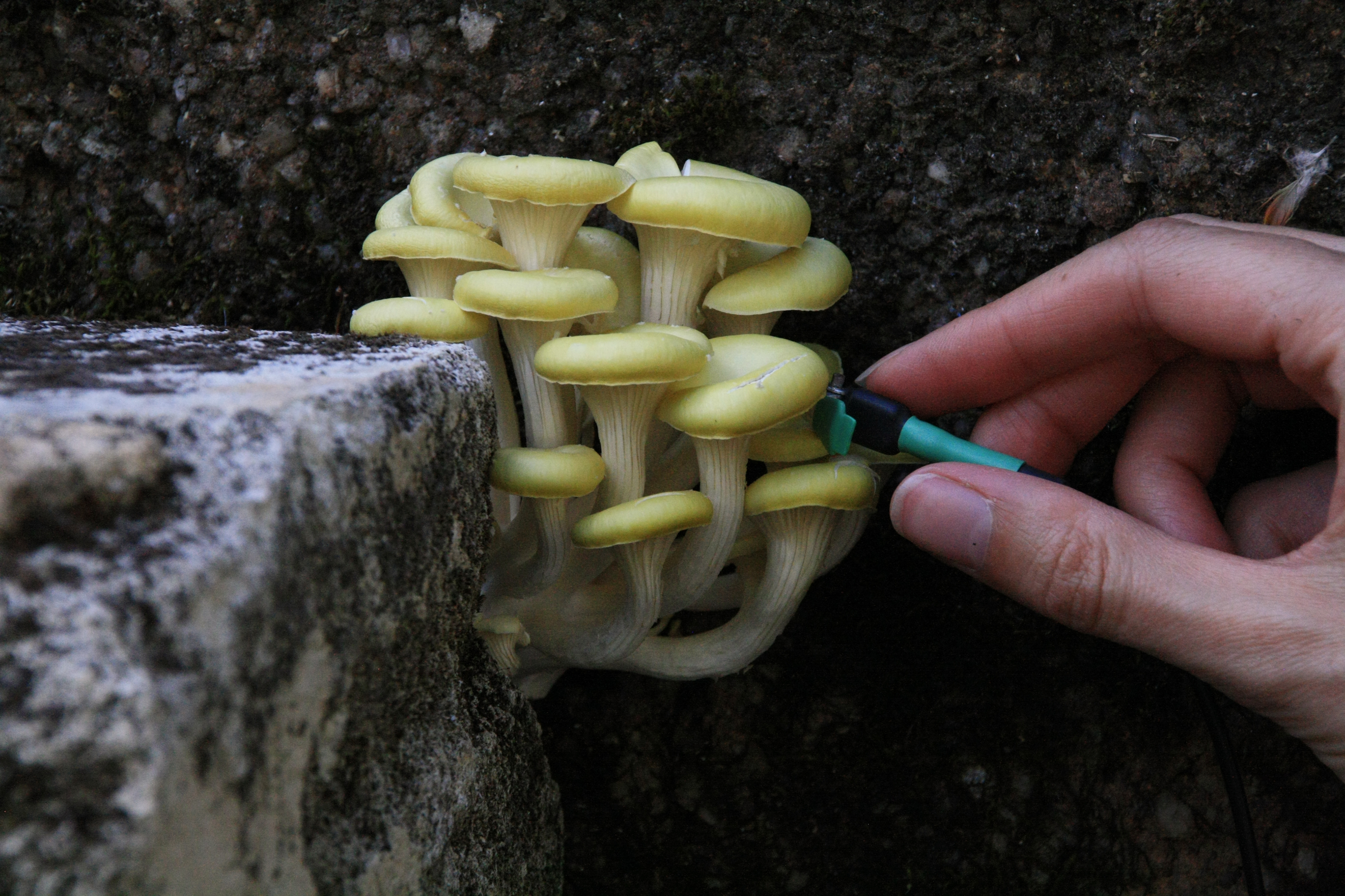 Heidi Kenyon, Work in progress for We shall by morning inherit the earth, 2022, Pleurotus citrinopileatus, artist’s hand and mixed media, U1 device with musical instrument digital interface dimensions variable. Photograph: Adrian Kenyon