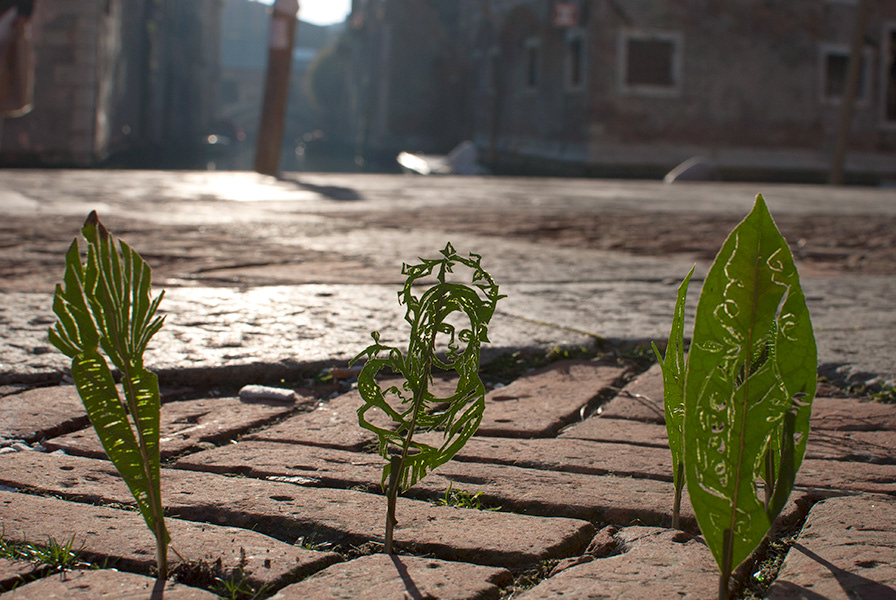 Madonna dell'Orto, 2013, hand cut bay leaves. Dimensions Variable. Photography: Amanda Lee