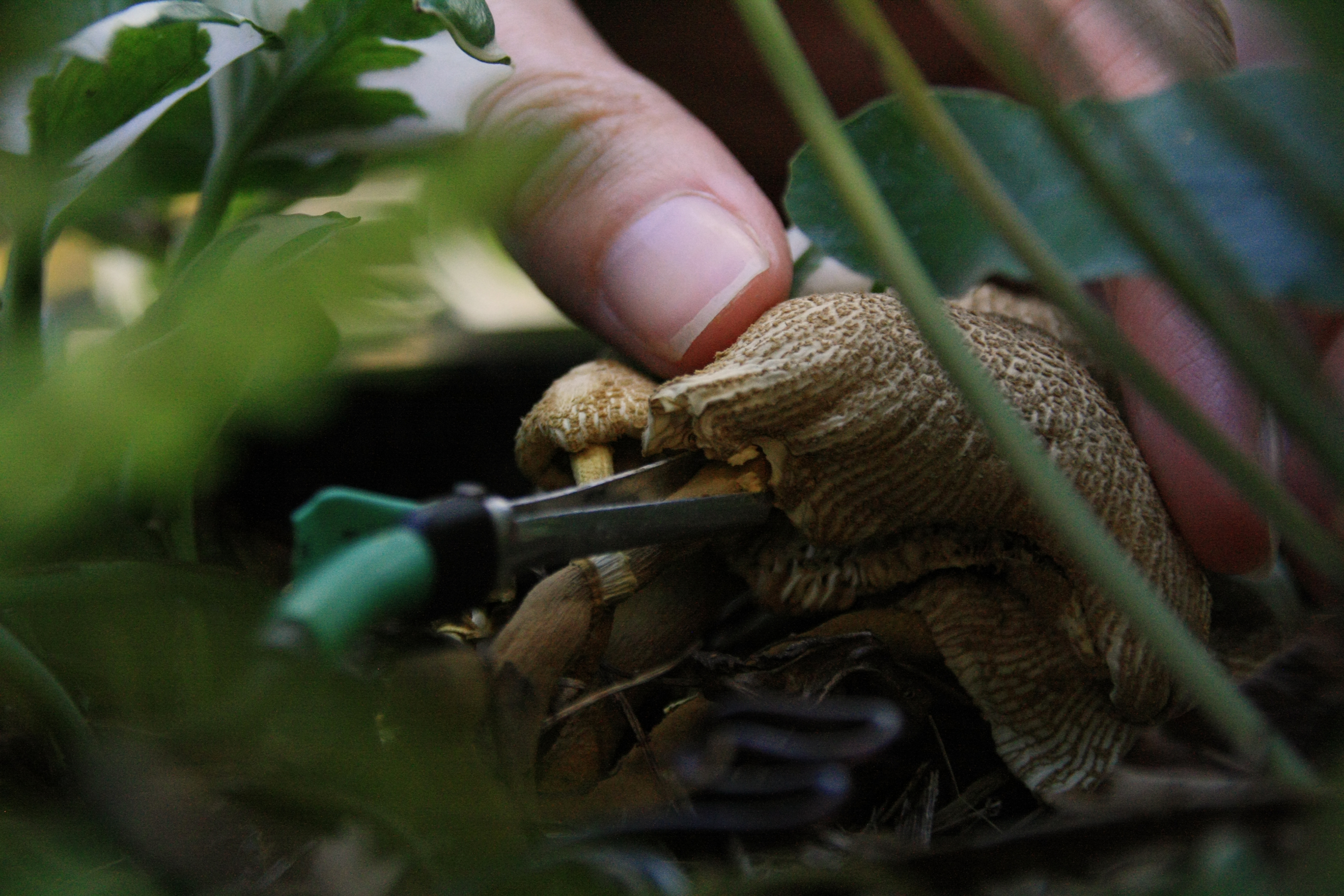 Heidi Kenyon, Work in progress for We shall by morning inherit the earth, 2022, found mushroom (Sally’s garden II), artist’s hand, U1 device with musical instrument digital interface, 2022, dimensions variable. Photograph: Adrian Kenyon