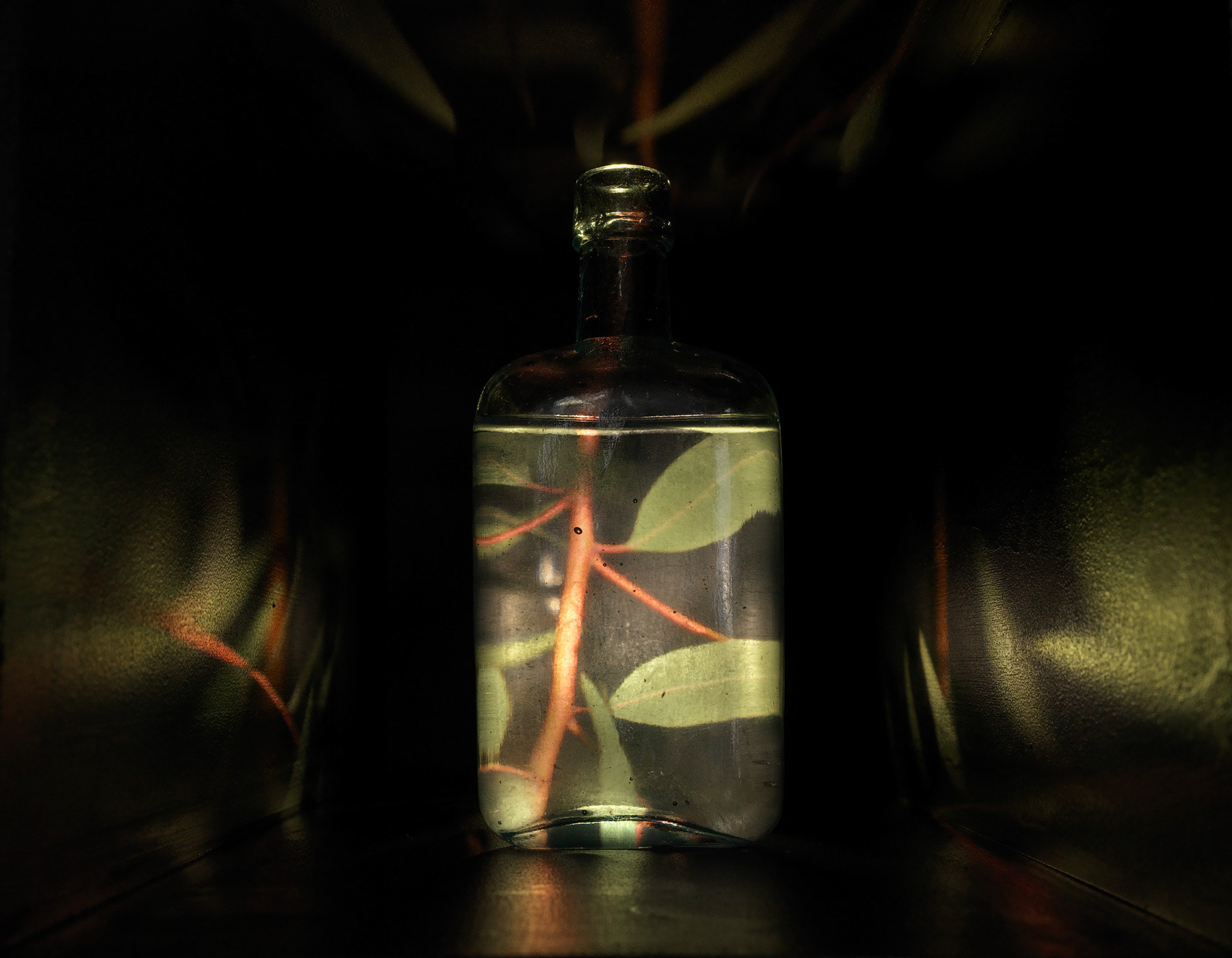 Museum cabinet, camera obscura (Eucalyptus camaldulensis sapling, glass lenses, vintage medicine and apothecary bottles, eucalyptus solution), acrylic mirror, fans, fabric, timber, mixed media. 200 x 90 x 240cm. Photography: Grant Hancock.