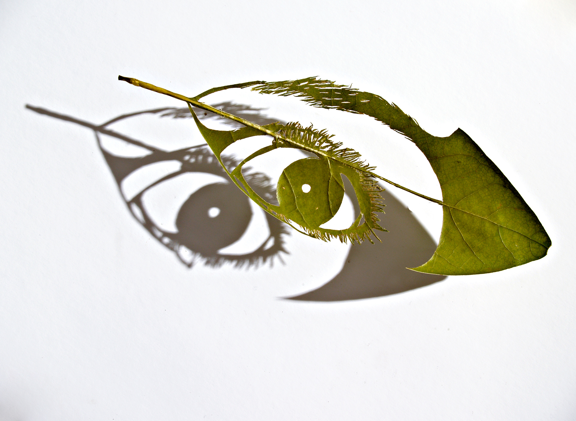 Everything you can think of is true I, 2007, hand cut leaves. Dimensions vary between 5-9cm high and 14-24cm wide. Photography: Michael Kluvanek.