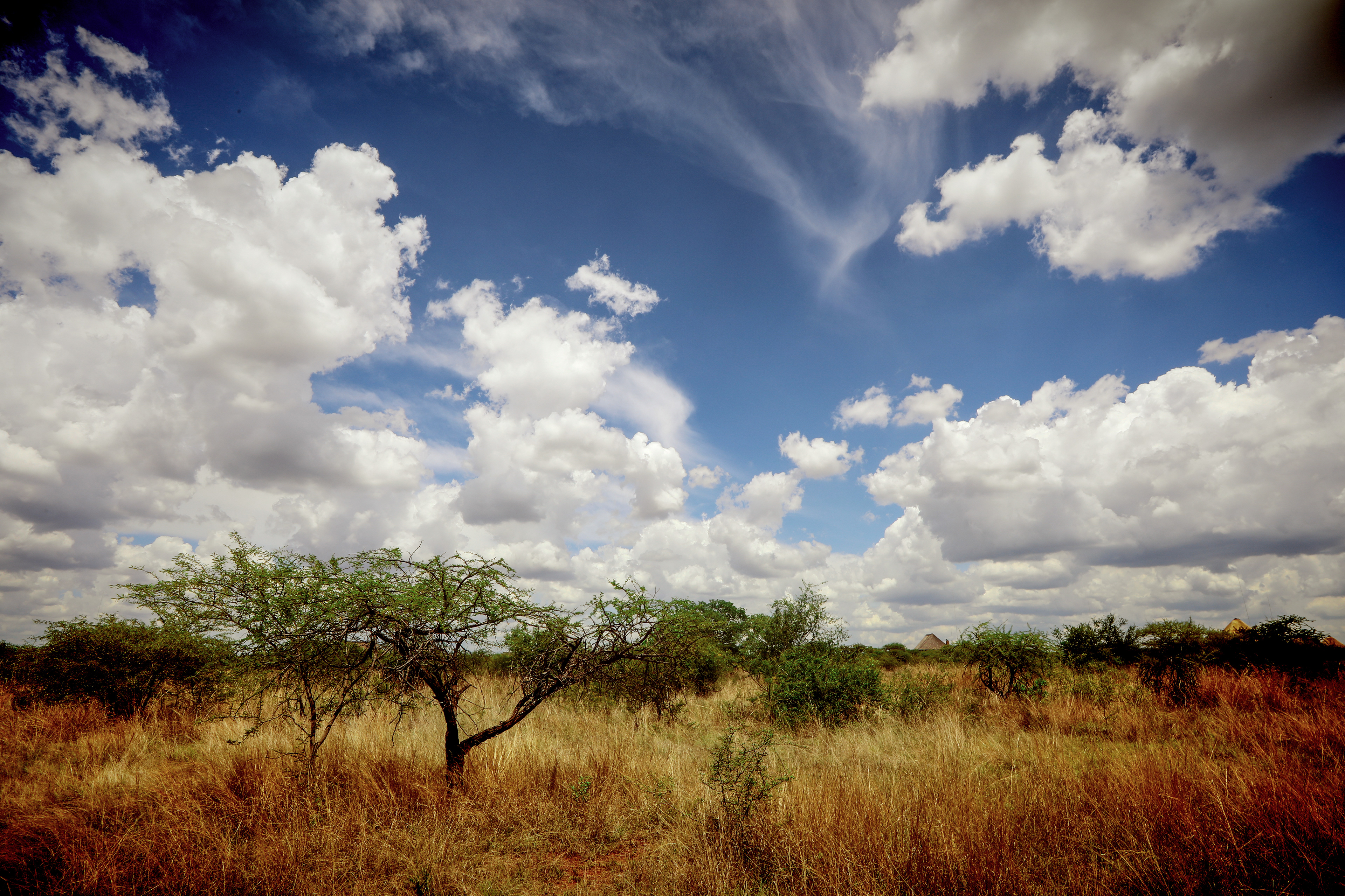 South Africa - bosveld