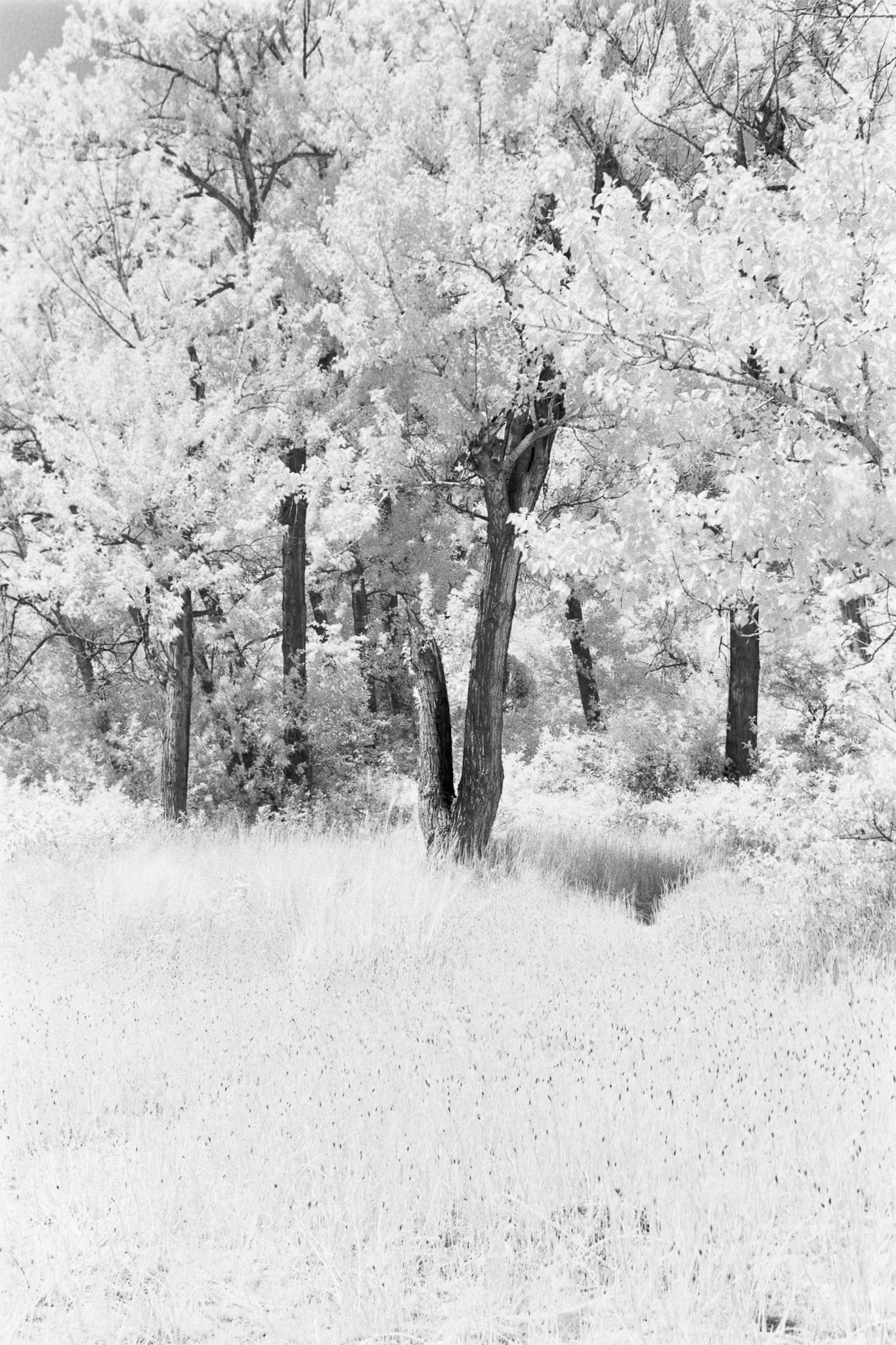 Sheet 51