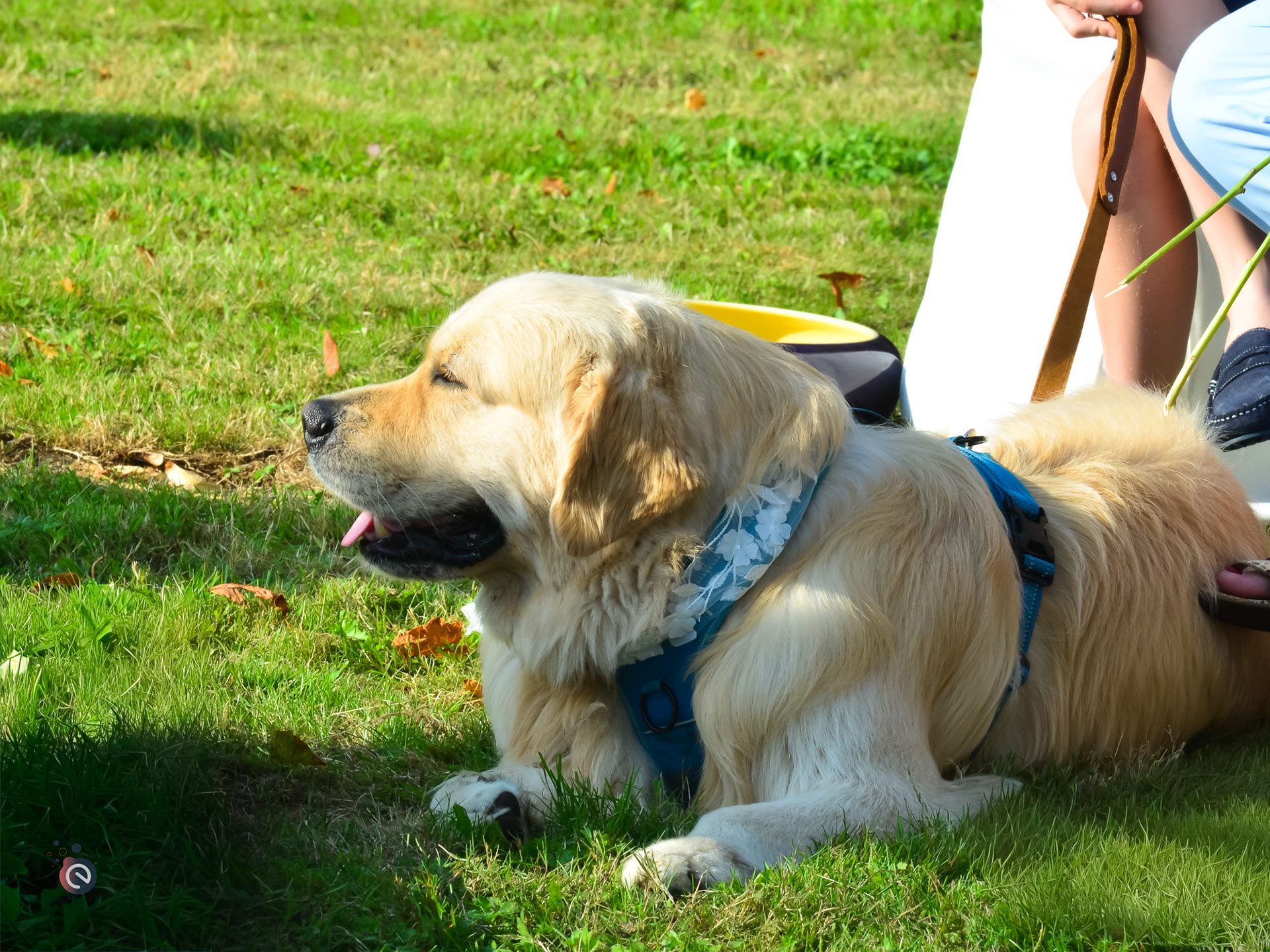 Le chien de la famille présent lors du mariage de Nicoleta et Frank – touche authentique mise en valeur par event your life.