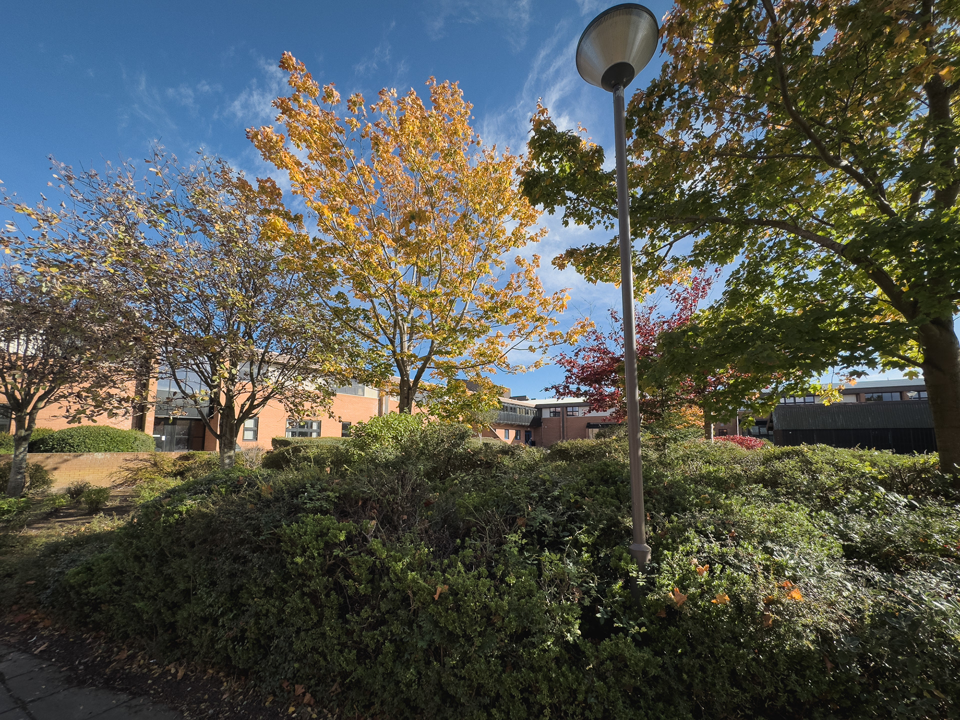 Trees outside the Sports Centre.
