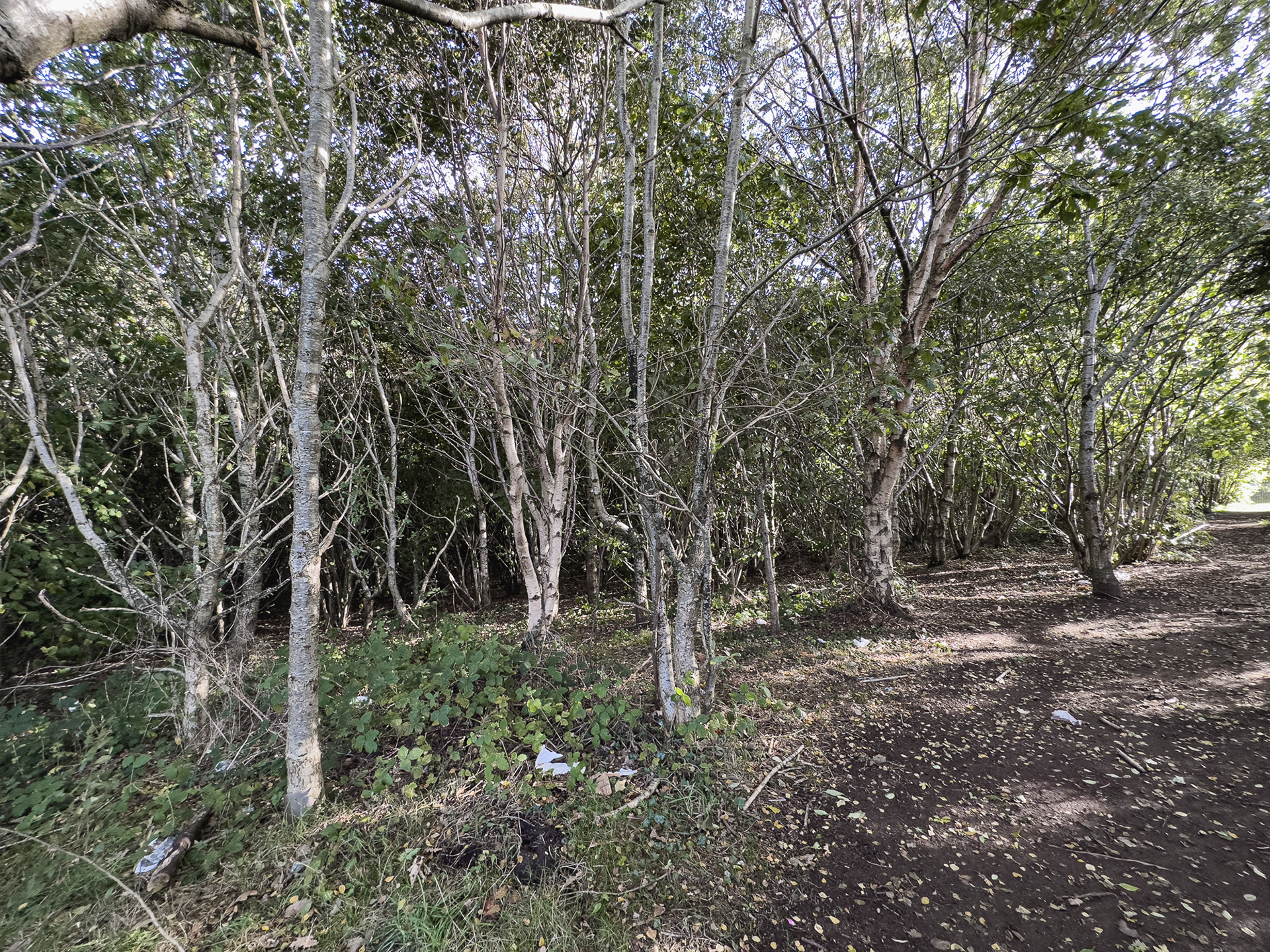 The Millennium woods next to the back gates - none of this existed when I was at AHS!